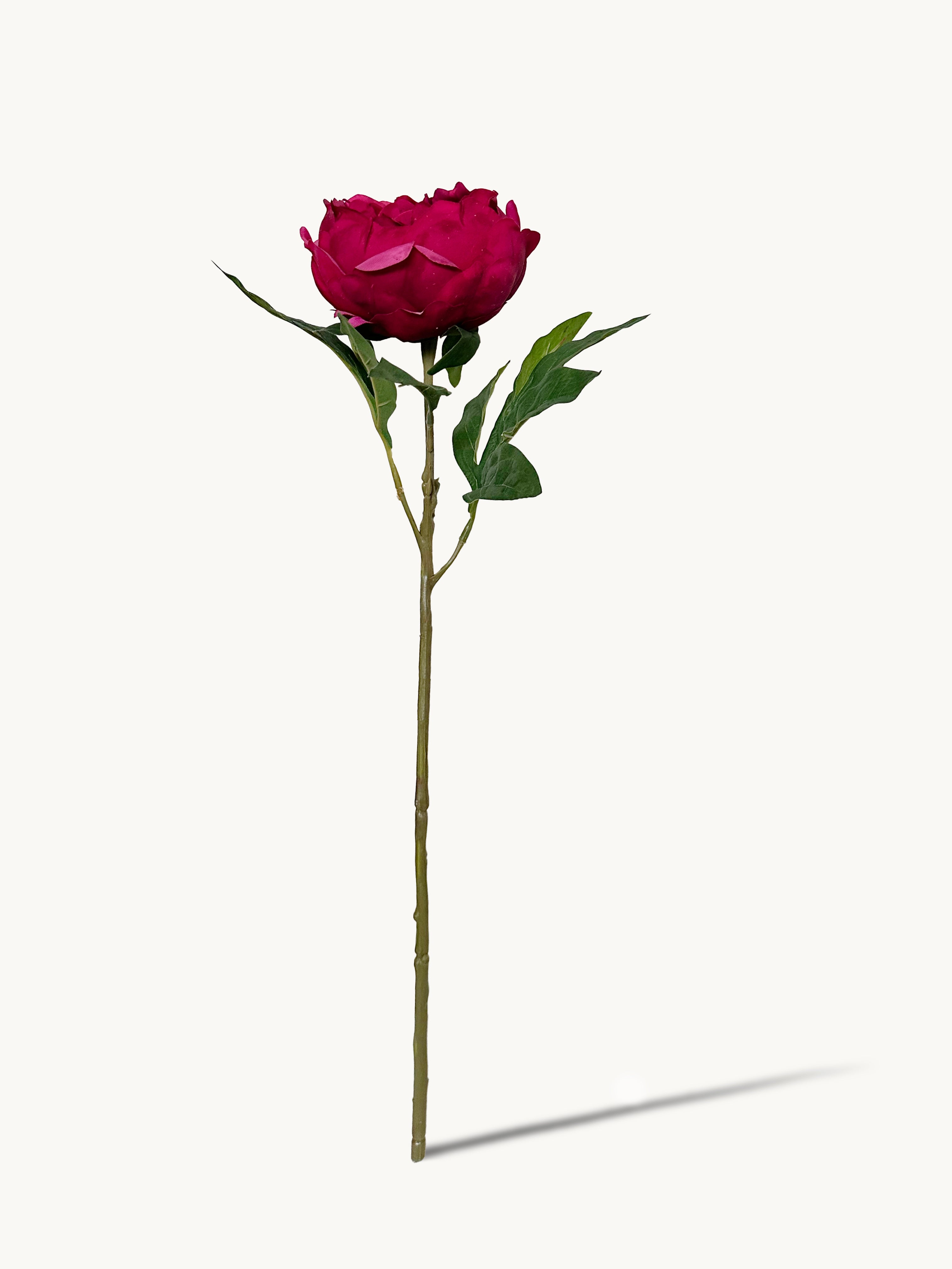 Dark Fragrance Series Wealthy Peony (Rose Red)