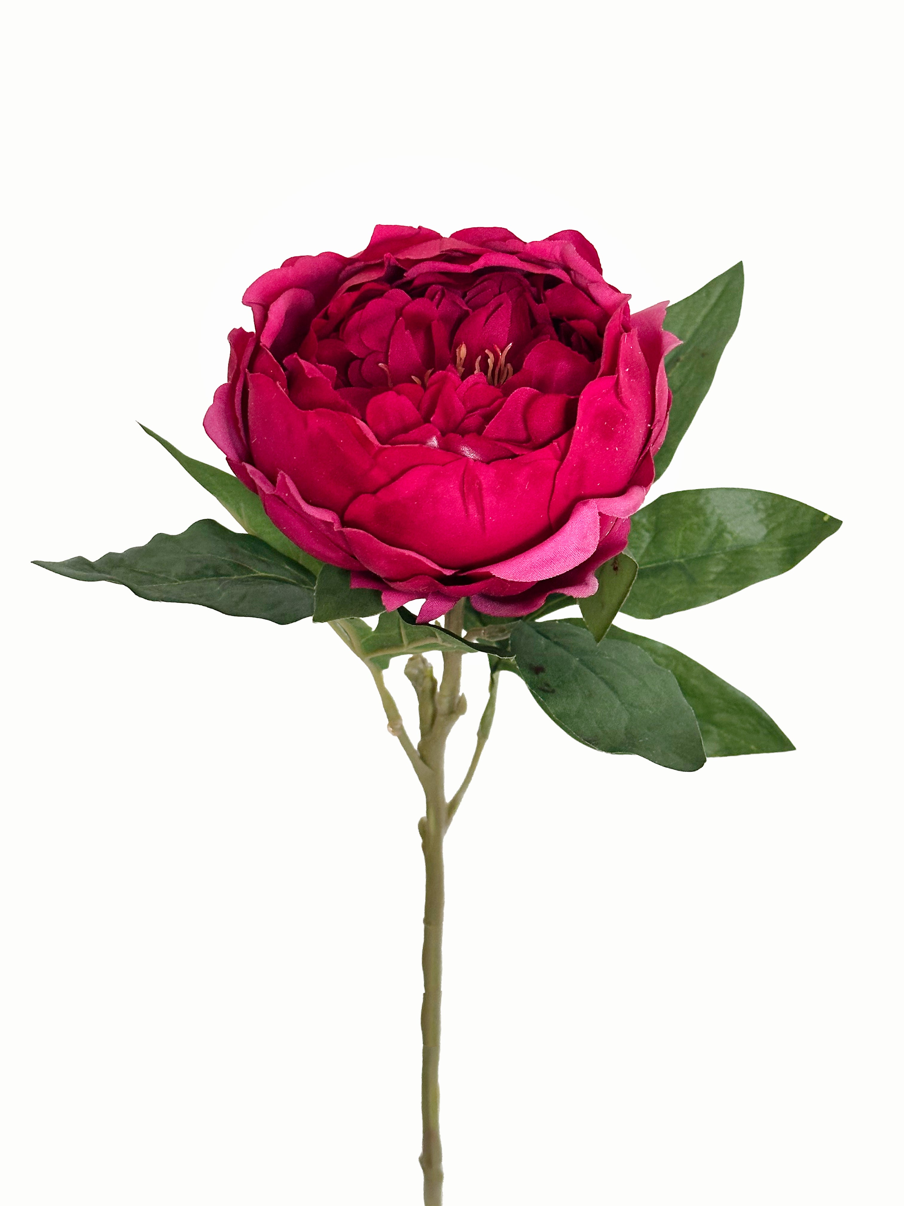 Dark Fragrance Series Wealthy Peony (Rose Red)