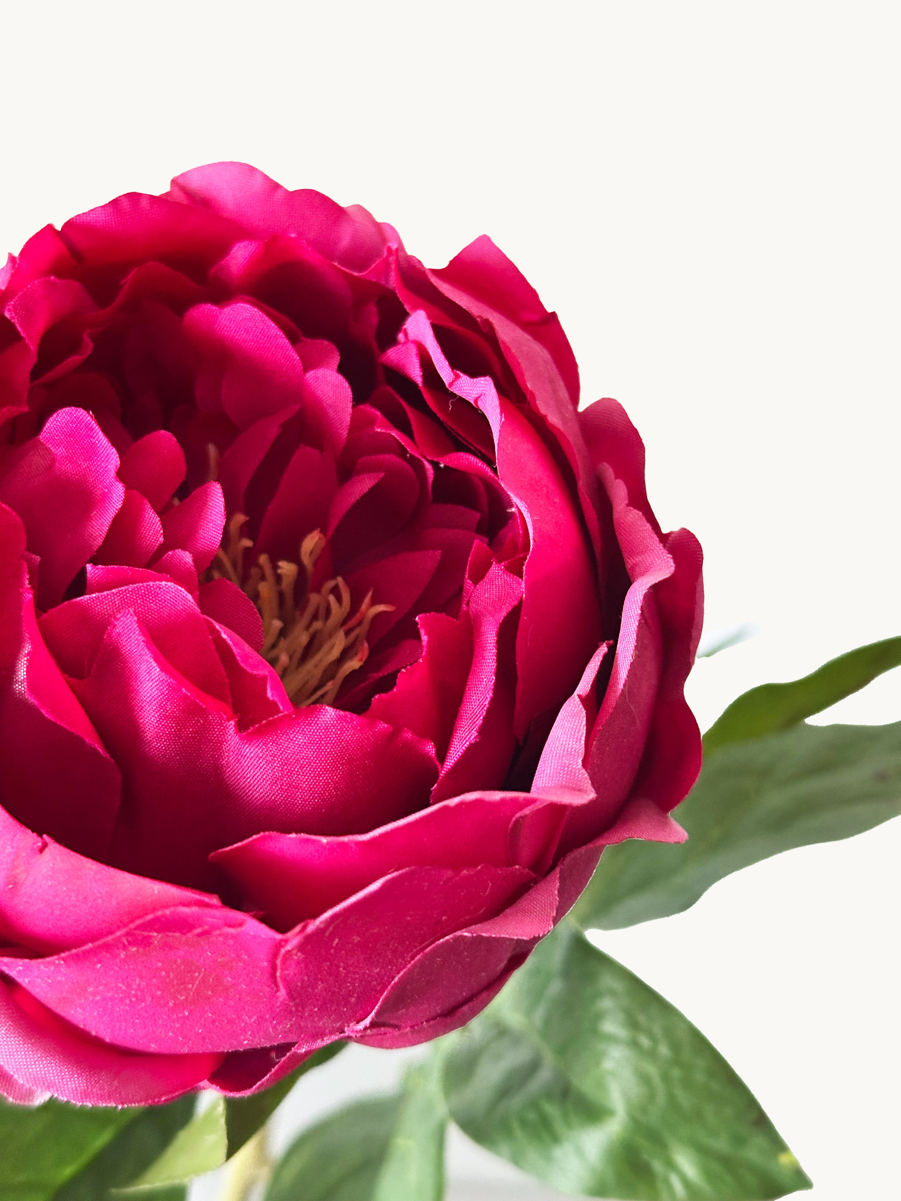 Dark Fragrance Series Wealthy Peony (Rose Red)