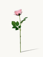 Dark Fragrance Series Juliet Rose (Orange - Pink)