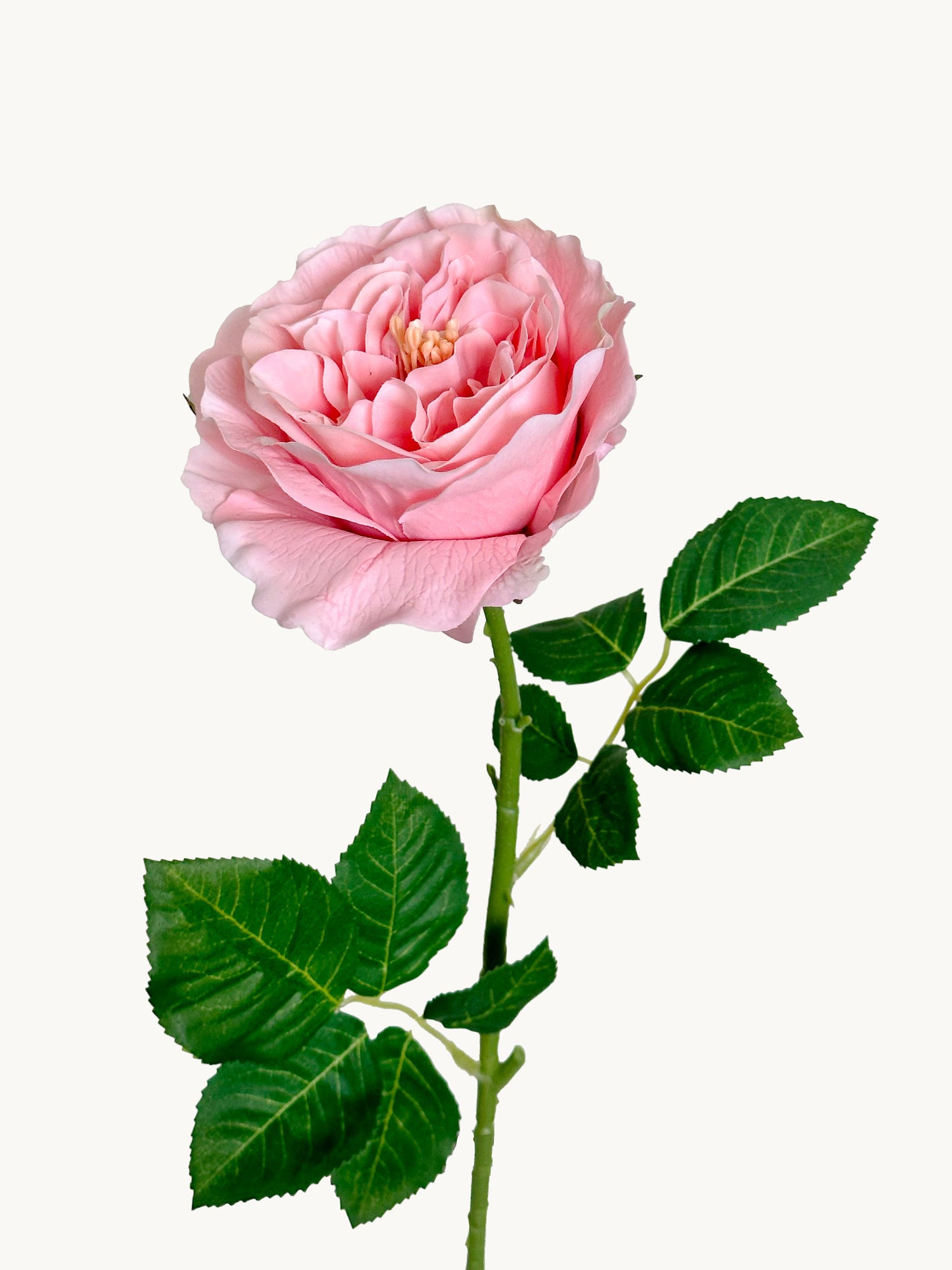 Amaranton™ 25" RealTouch™ Austin Rose - Peach