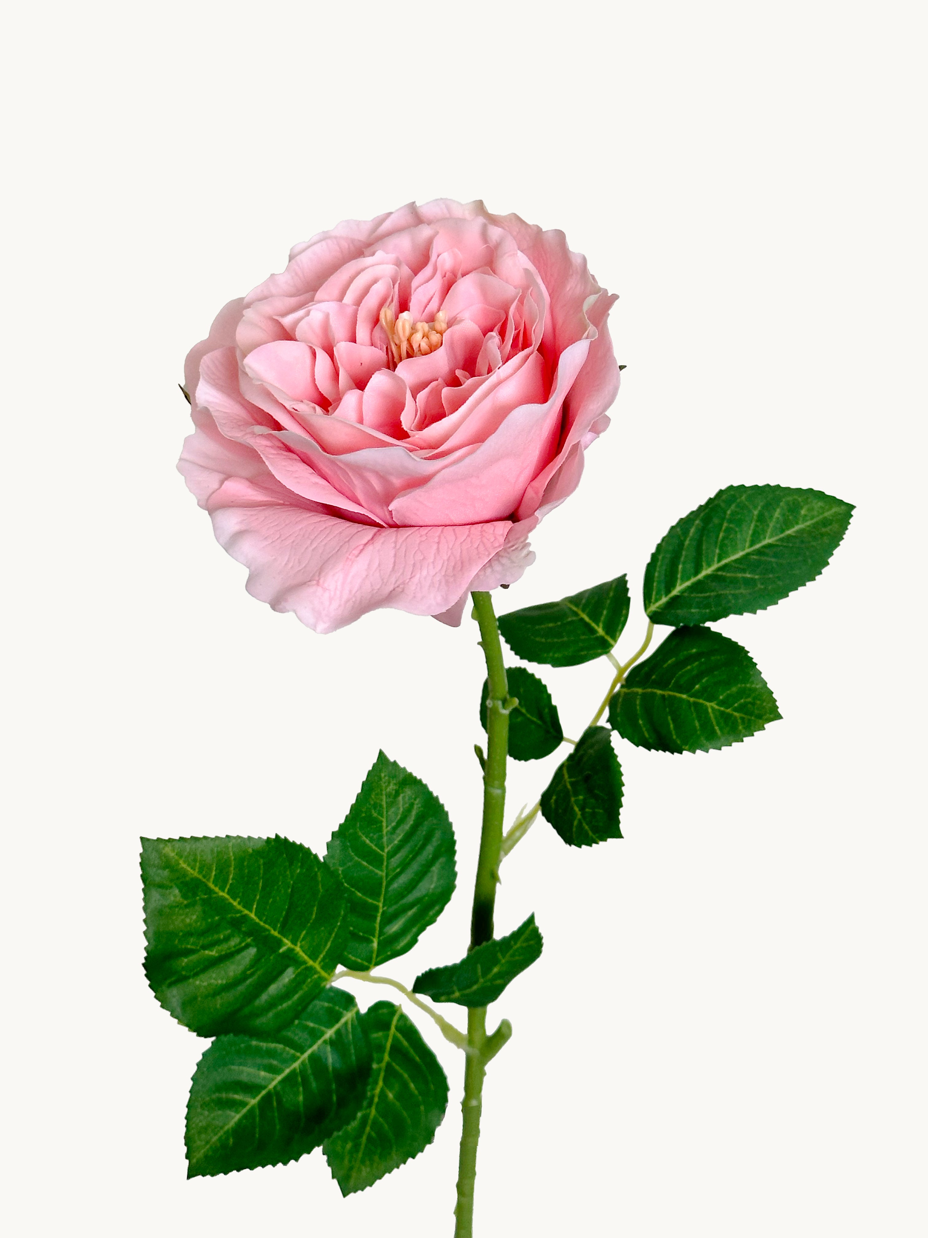 Dark Fragrance Series Juliet Rose (Orange - Pink)