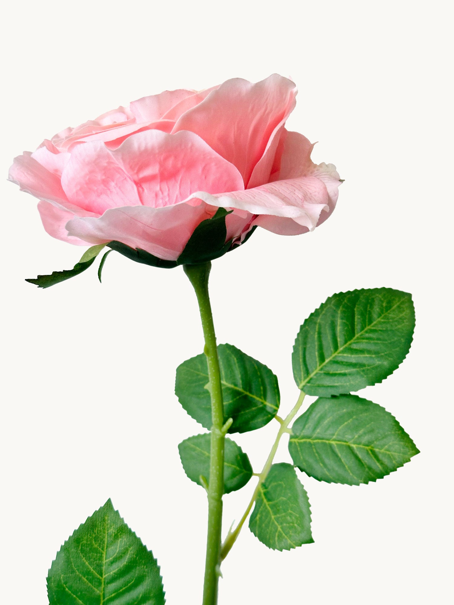 Amaranton™ 25" RealTouch™ Austin Rose - Peach