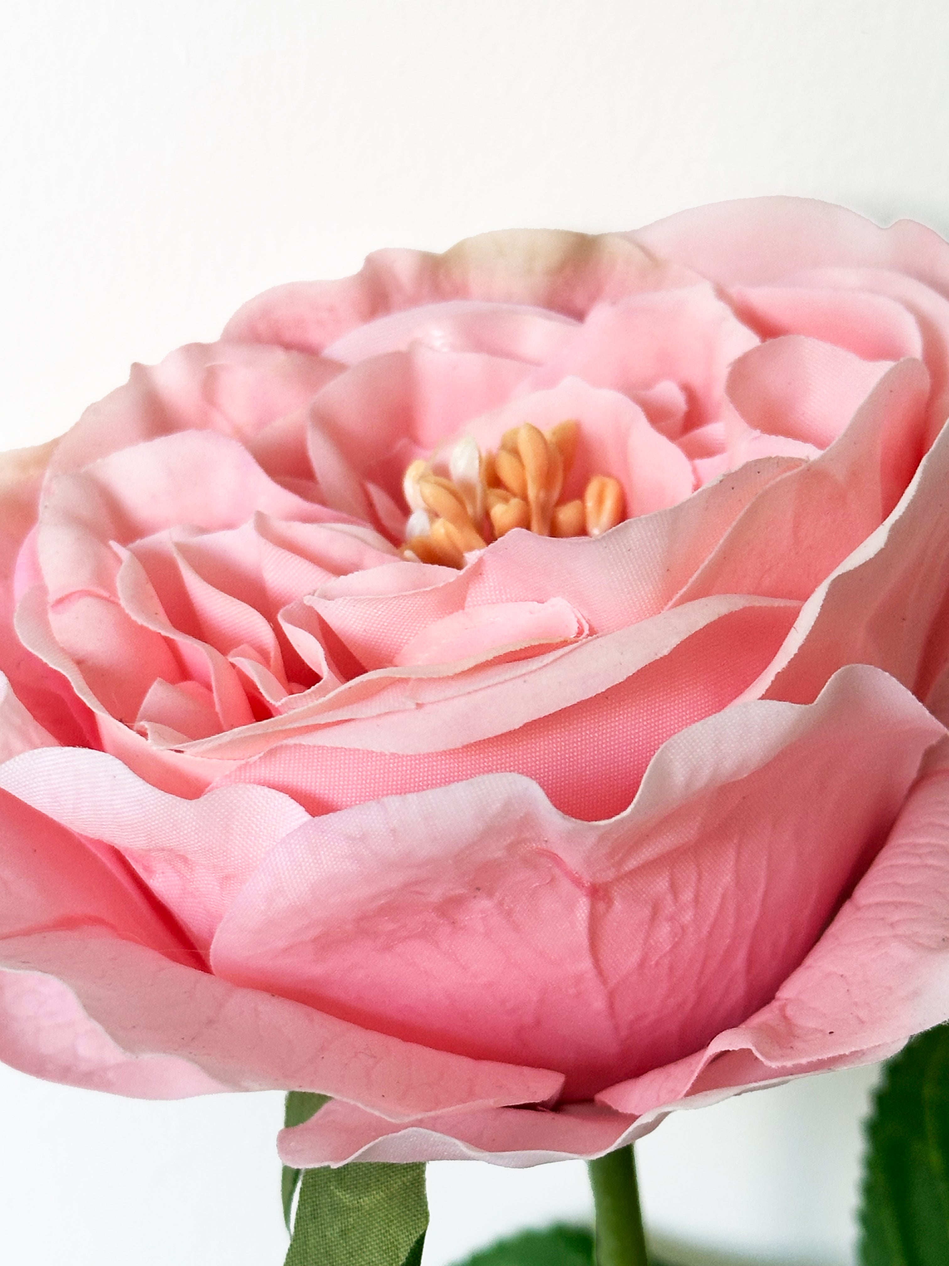 Dark Fragrance Series Juliet Rose (Orange - Pink)