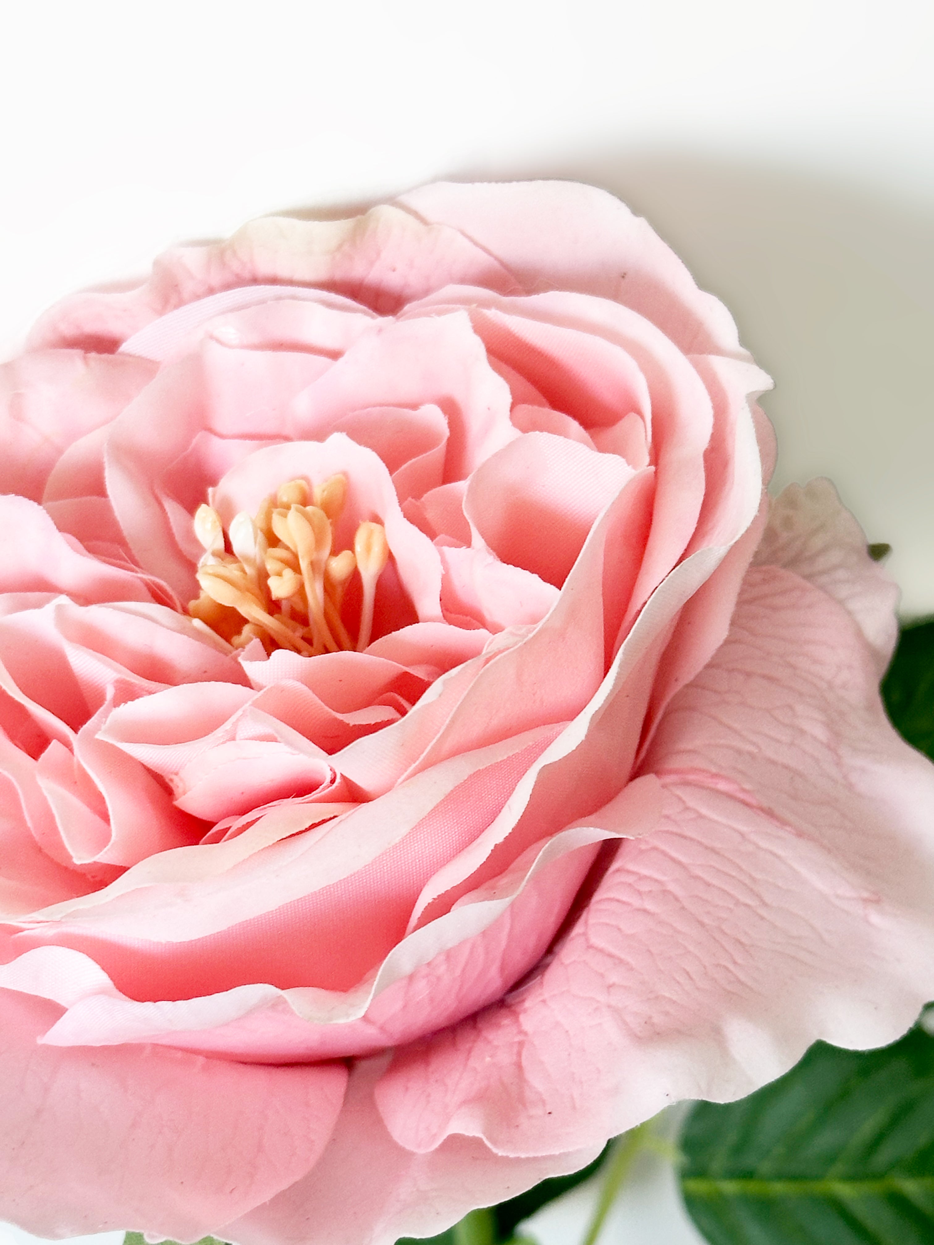 Dark Fragrance Series Juliet Rose (Orange - Pink)