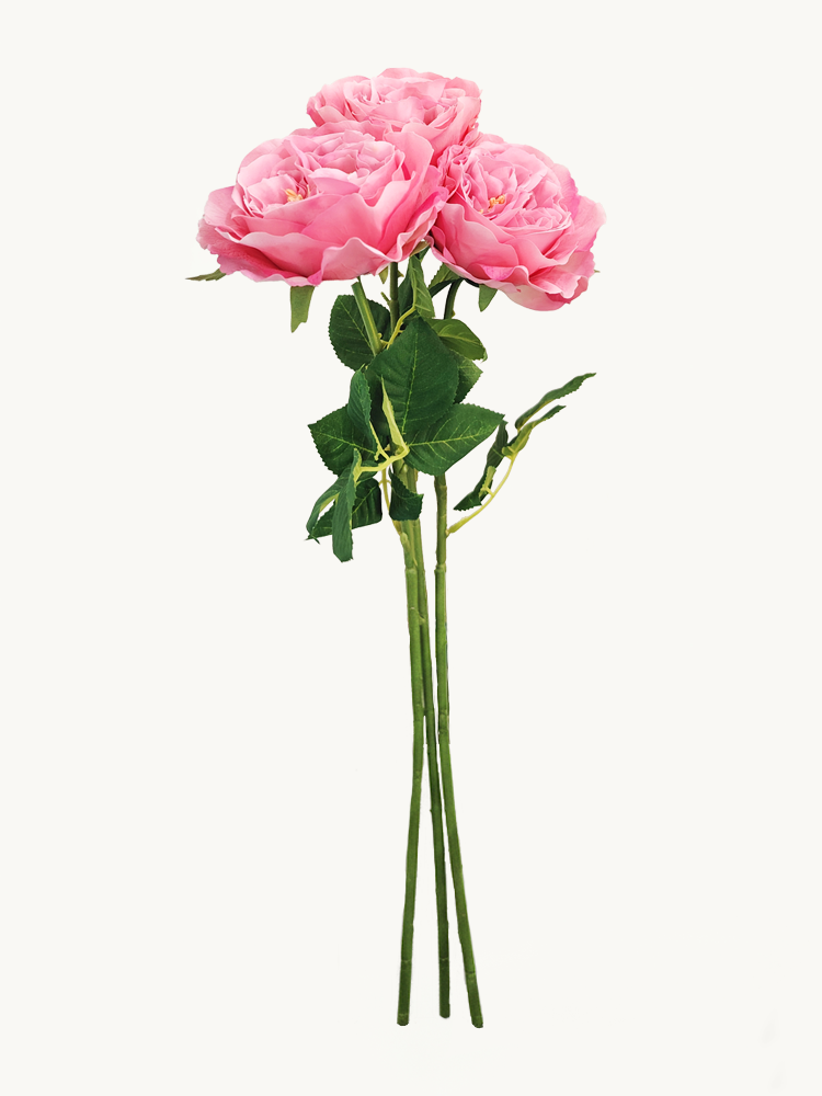 Dark Fragrance Series Juliet Rose (Rose Red)