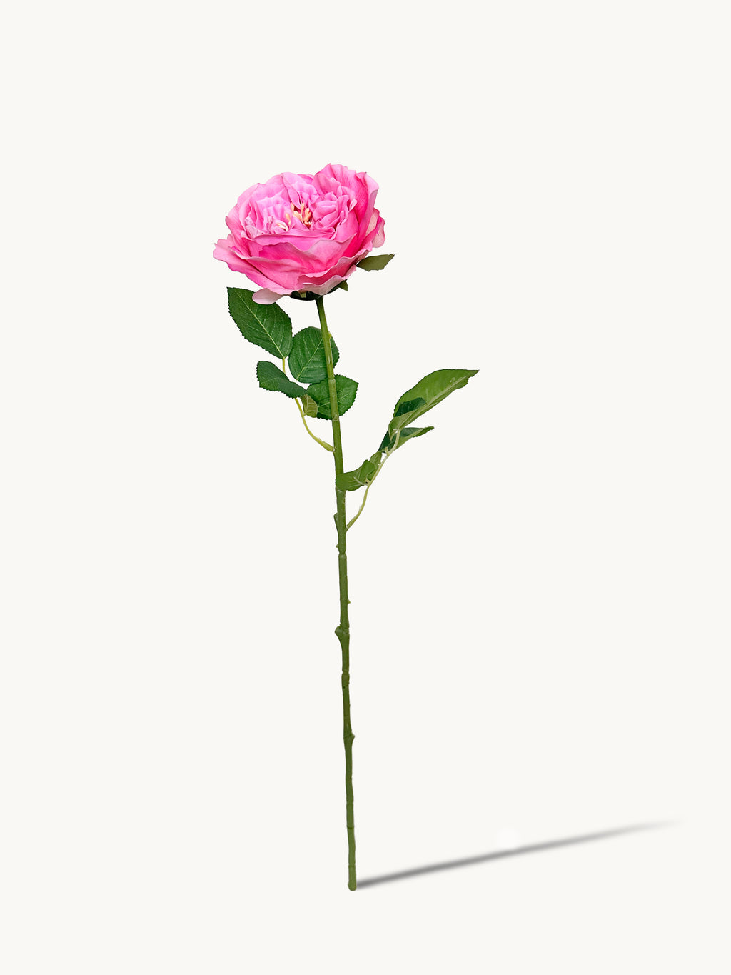 Dark Fragrance Series Juliet Rose (Rose Red)