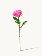 Dark Fragrance Series Juliet Rose (Rose Red)