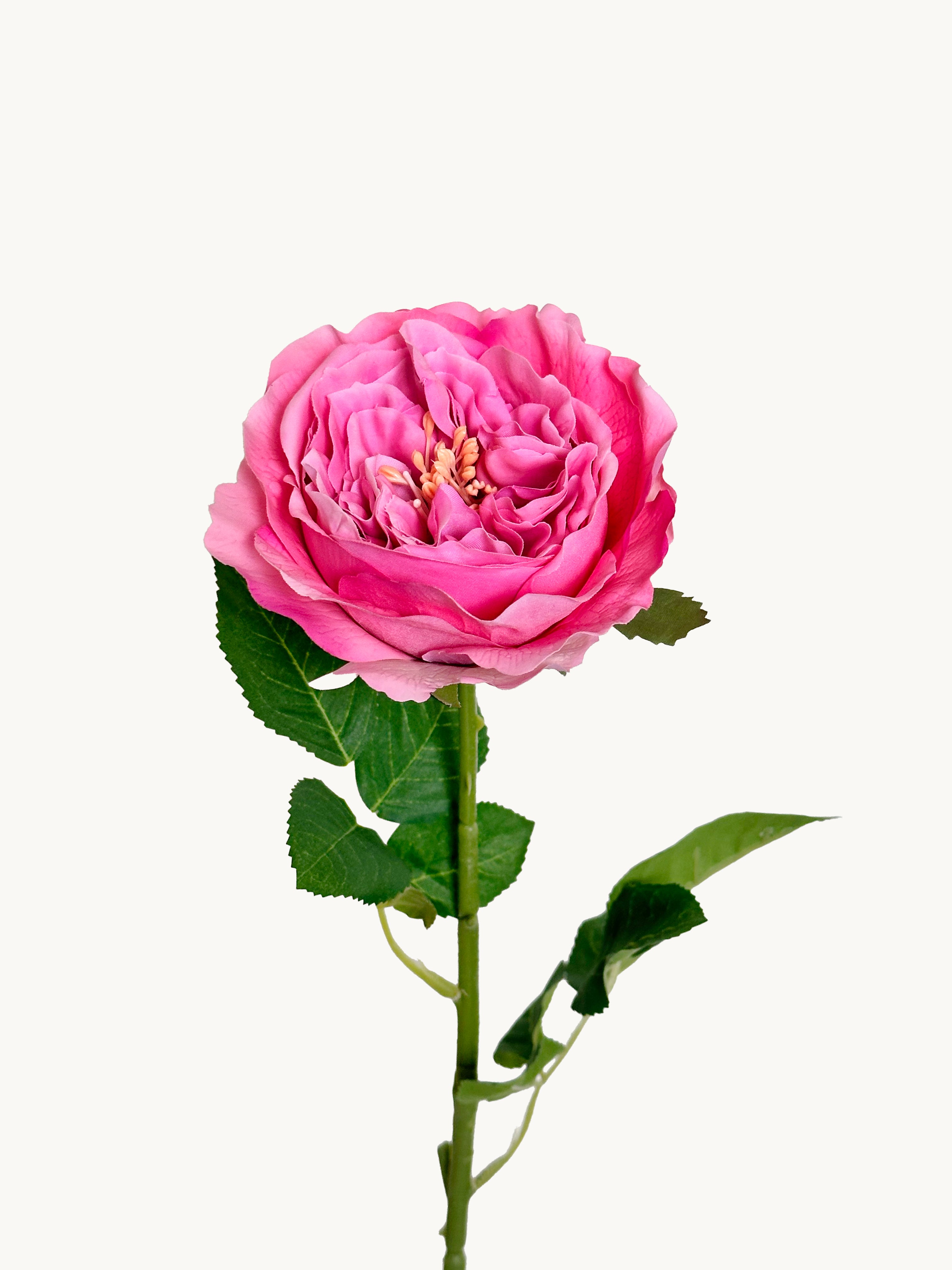 Dark Fragrance Series Juliet Rose (Rose Red)