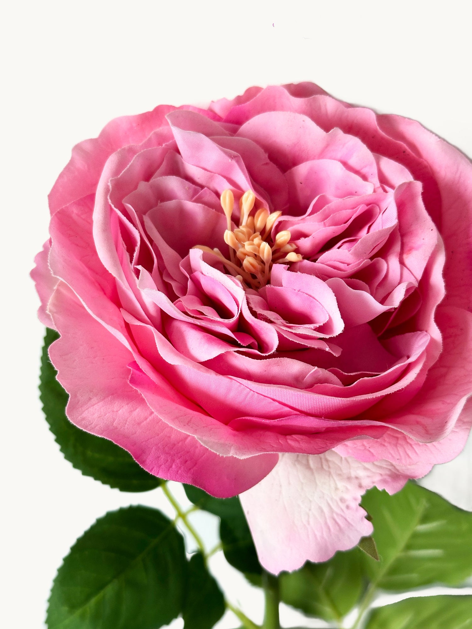 Amaranton™ 25" RealTouch™ Austin Rose - Fuchsia