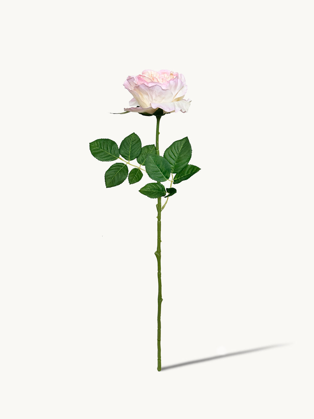 Dark Fragrance Series Juliet Rose (Tricolor)