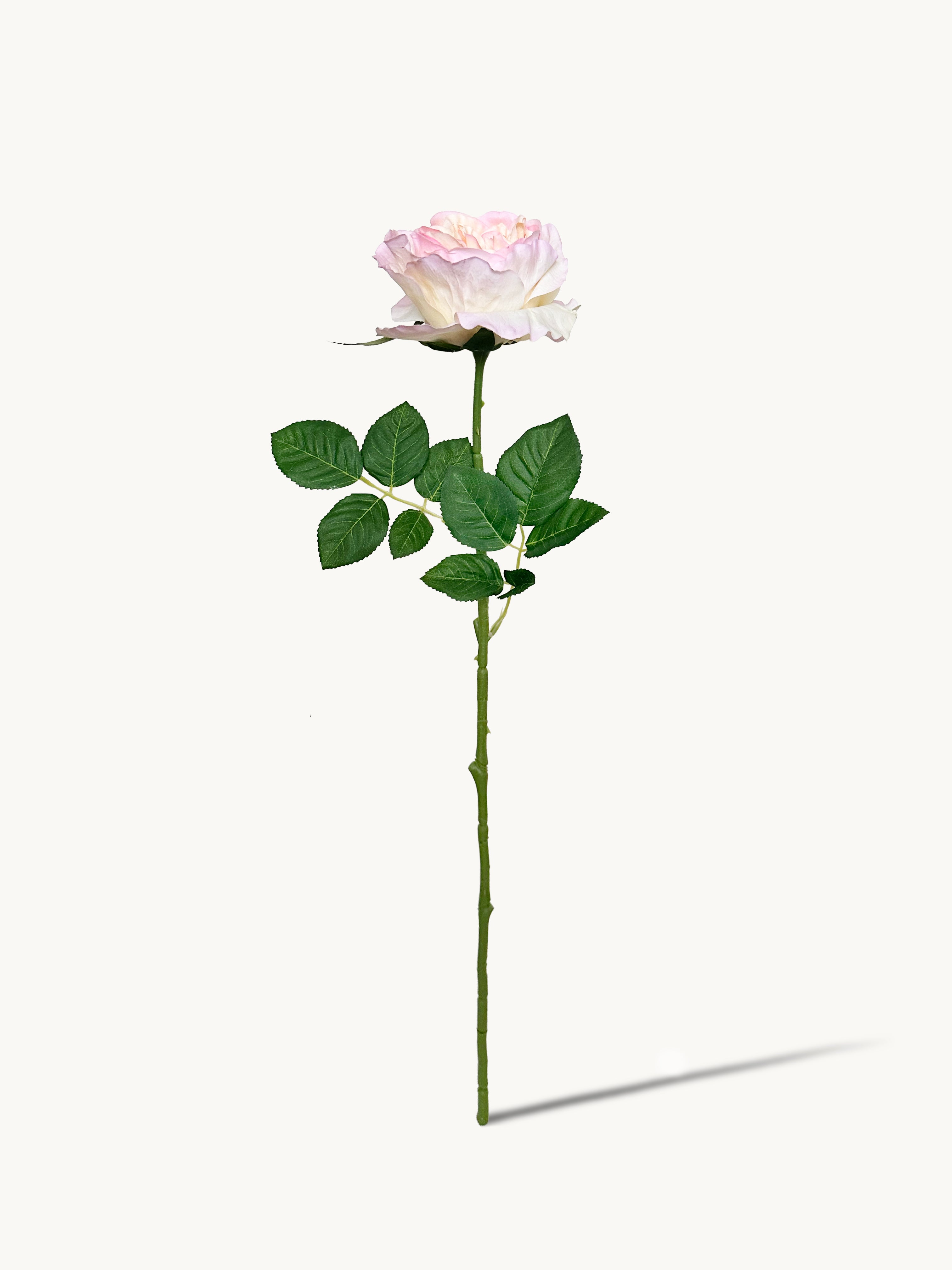 Dark Fragrance Series Juliet Rose (Tricolor)