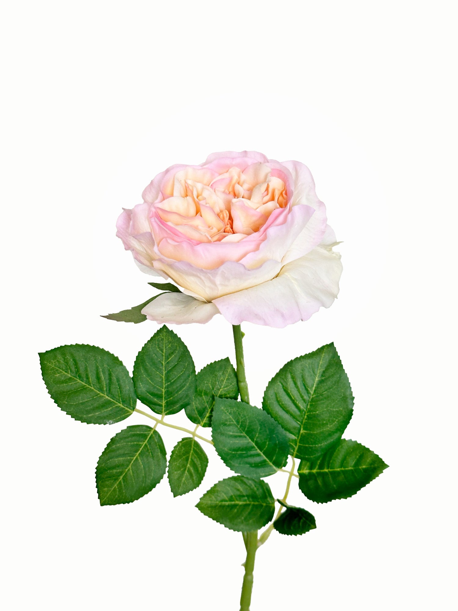 Amaranton™ 25" RealTouch™ Austin Rose - Salmon Pink