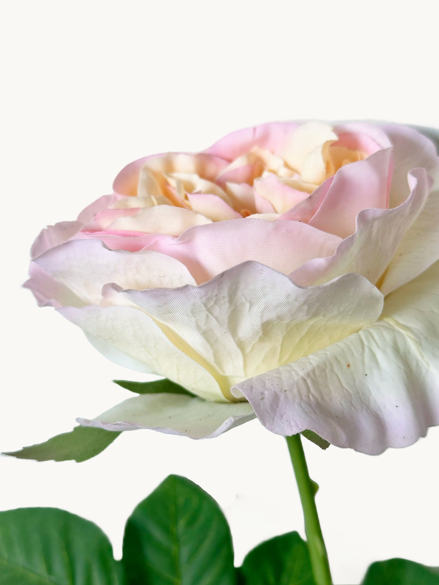 Amaranton™ 25" RealTouch™ Austin Rose - Salmon Pink