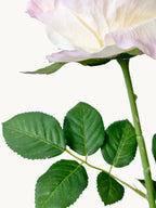 Dark Fragrance Series Juliet Rose (Tricolor)