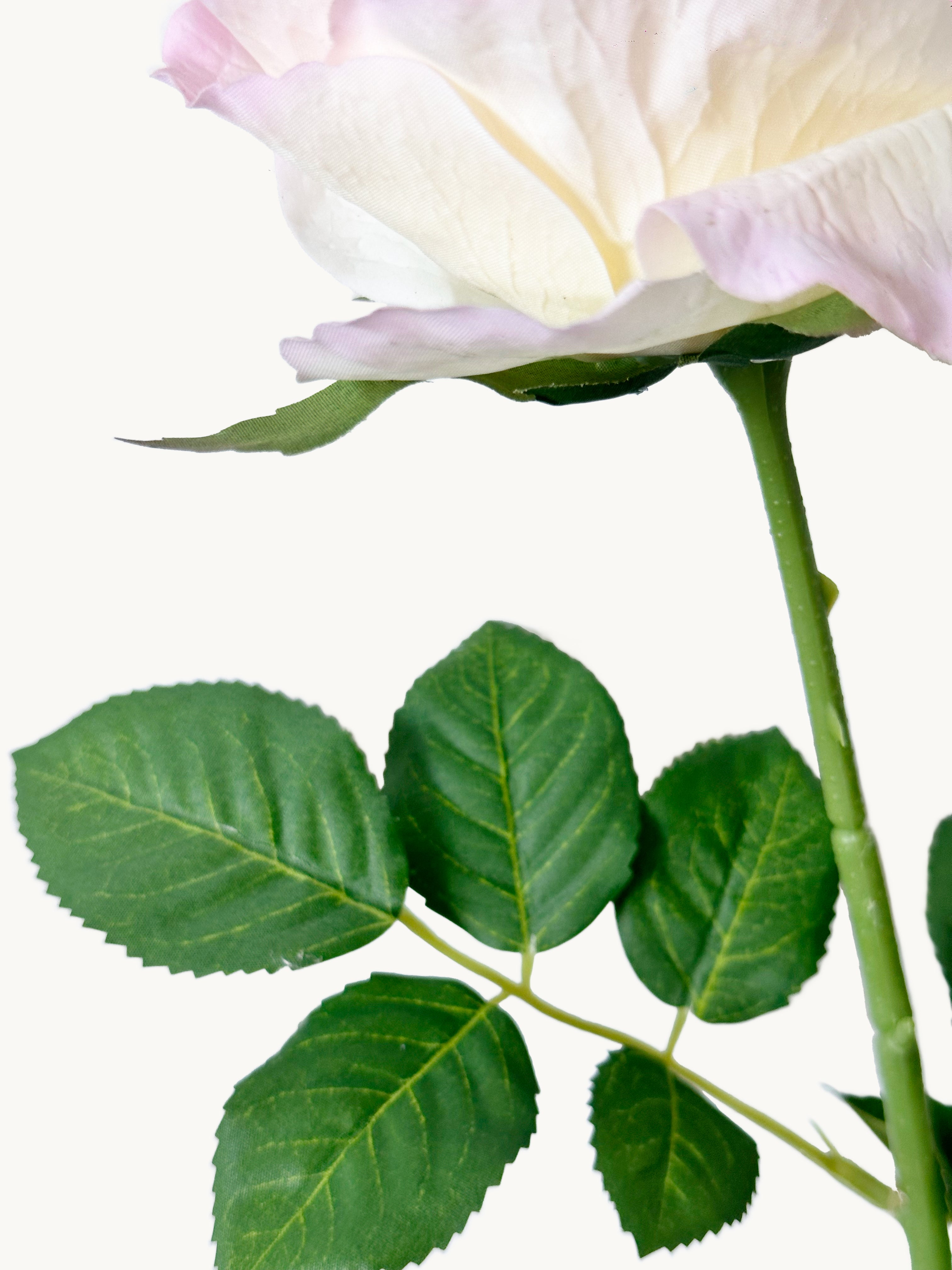 Dark Fragrance Series Juliet Rose (Tricolor)