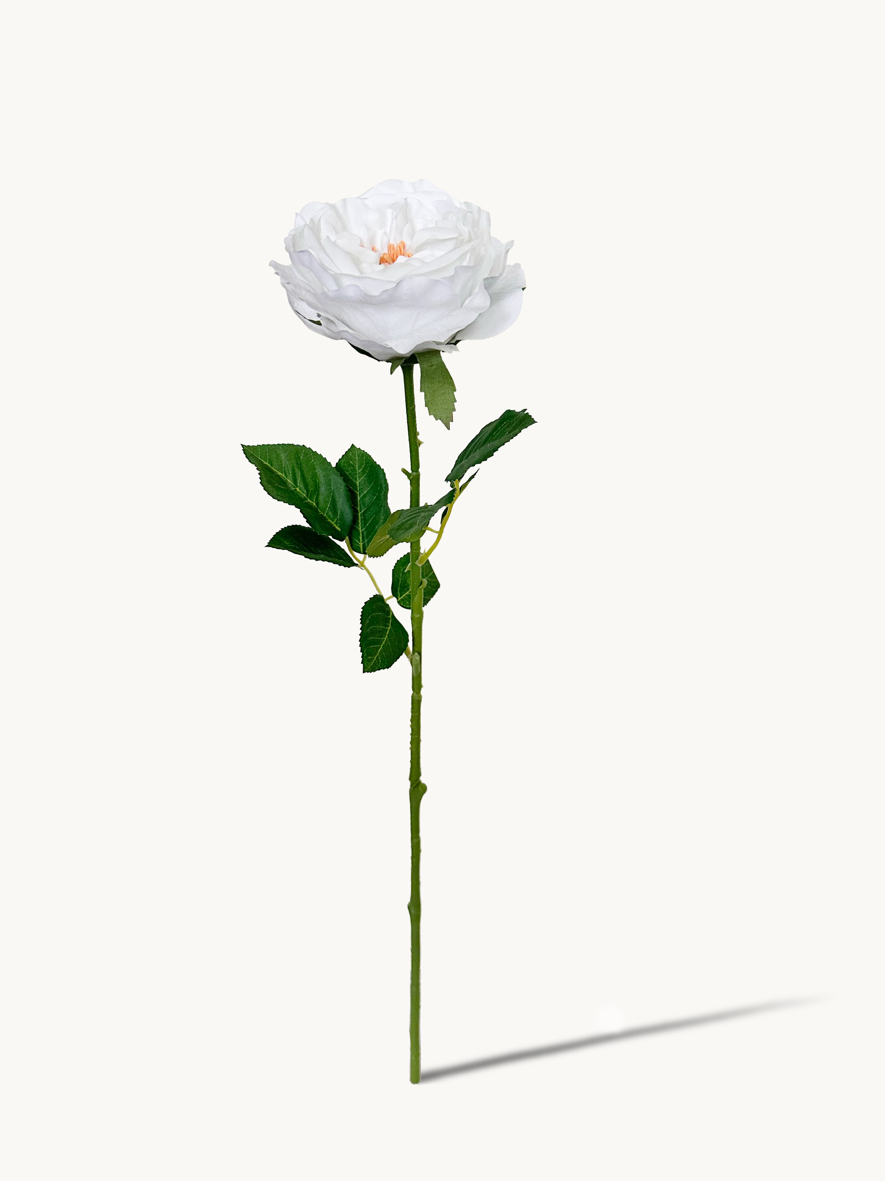 Dark Fragrance Series Juliet Rose (White)