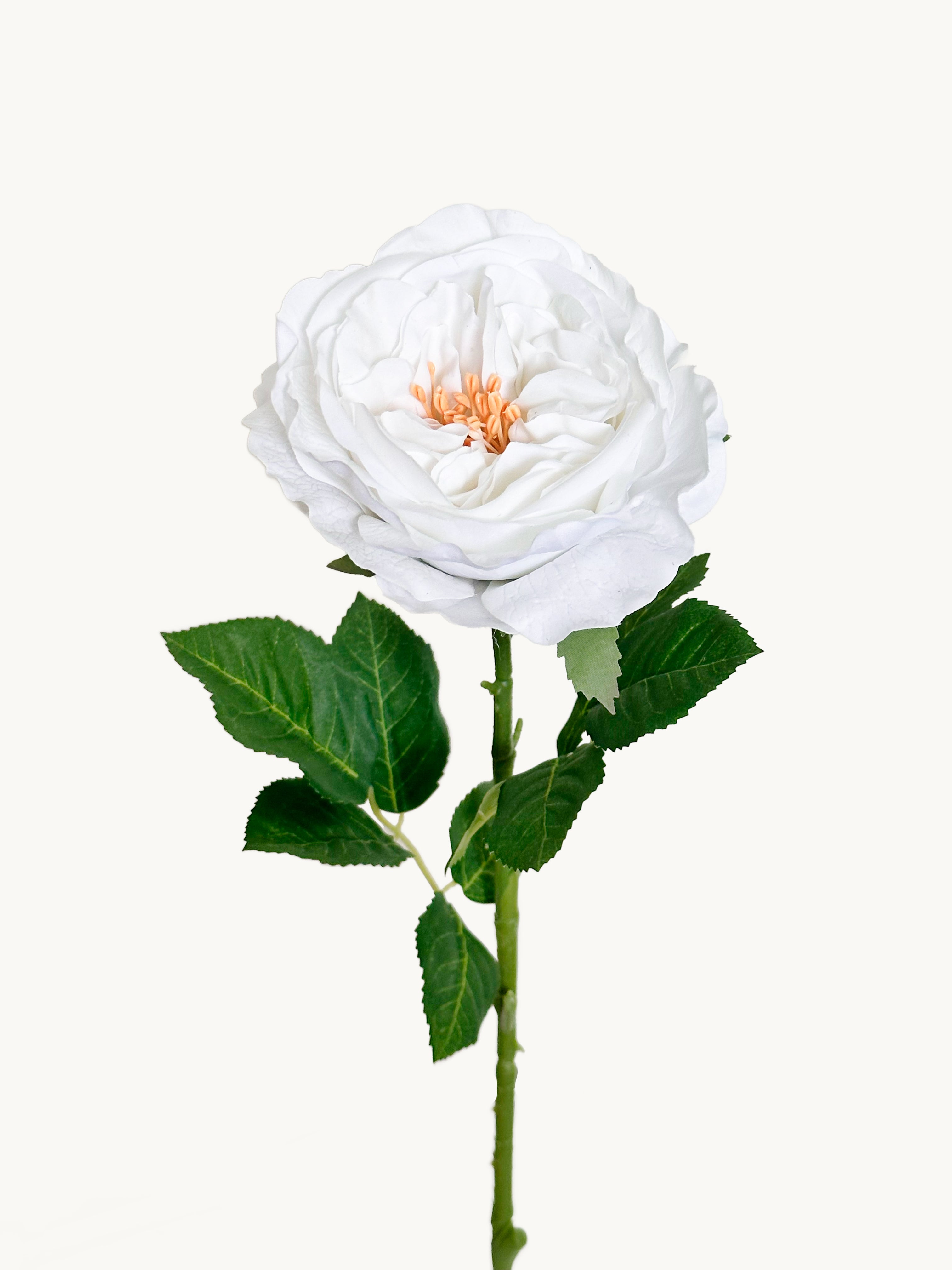 Dark Fragrance Series Juliet Rose (White)