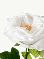 Dark Fragrance Series Juliet Rose (White)