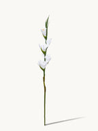 Amaranton 34" Real touch 5 - Bloom Gladiolus - White