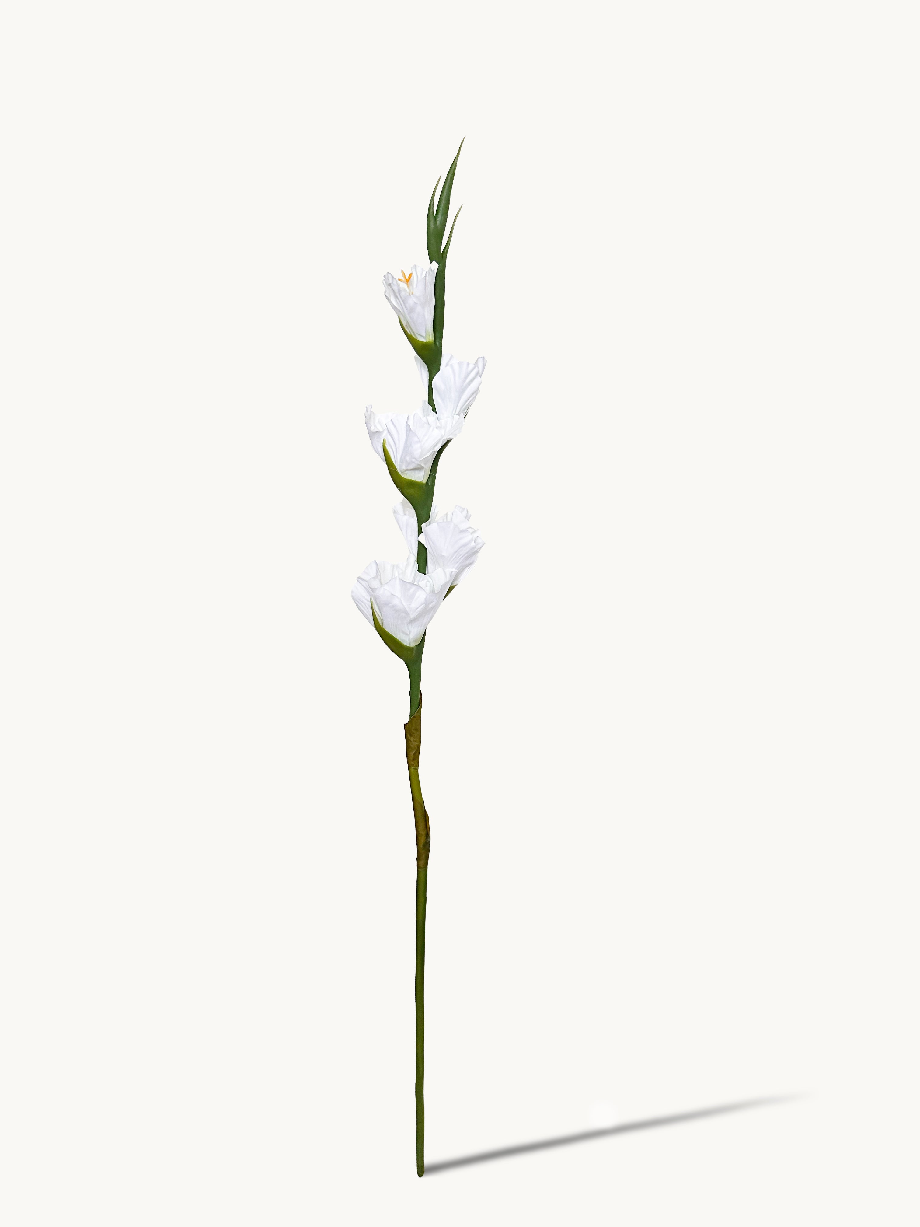 Amaranton 34" Real touch 5 - Bloom Gladiolus - White