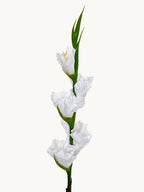 Amaranton 34" Real touch 5 - Bloom Gladiolus - White