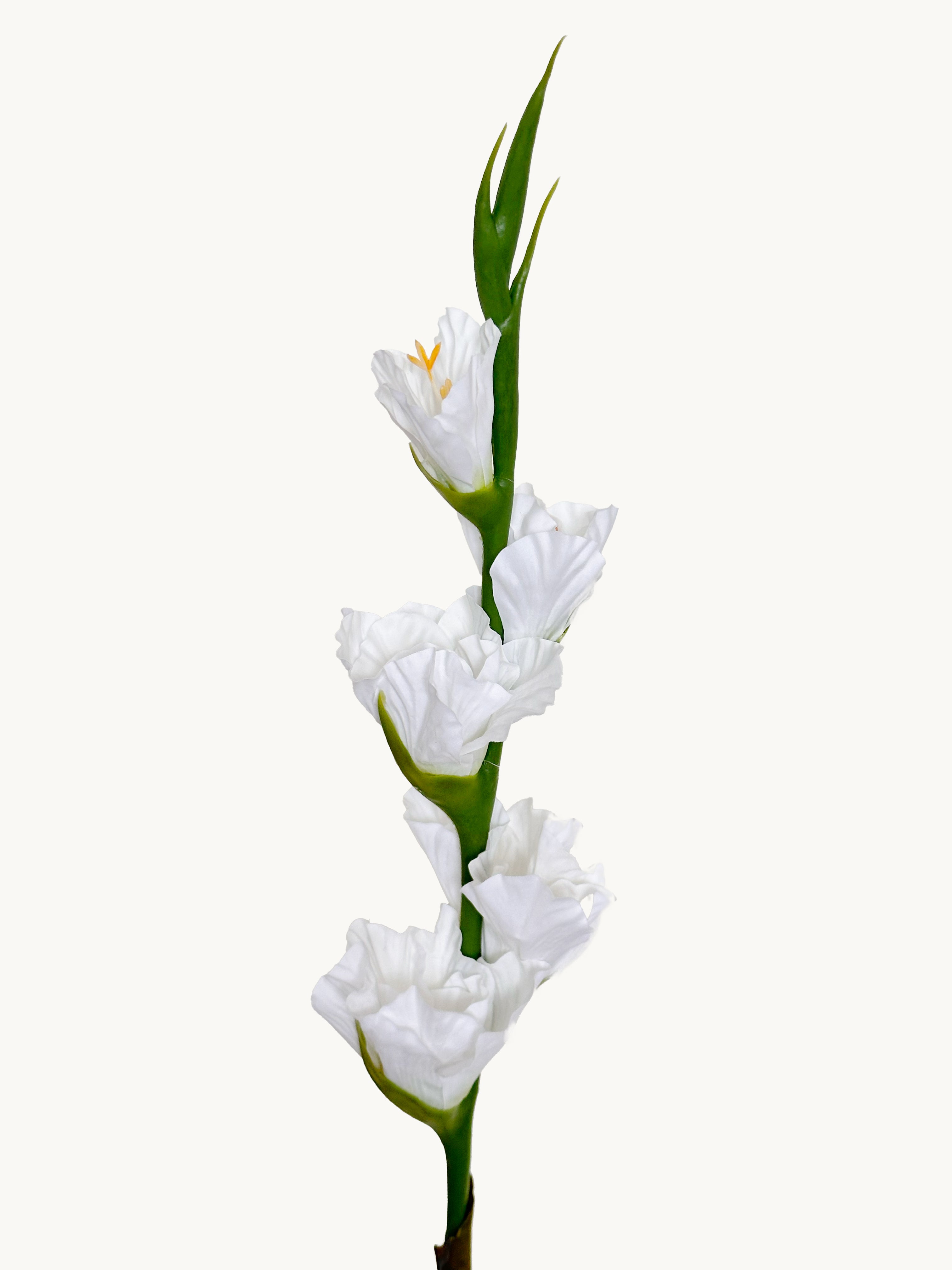 Amaranton 34" Real touch 5 - Bloom Gladiolus - White