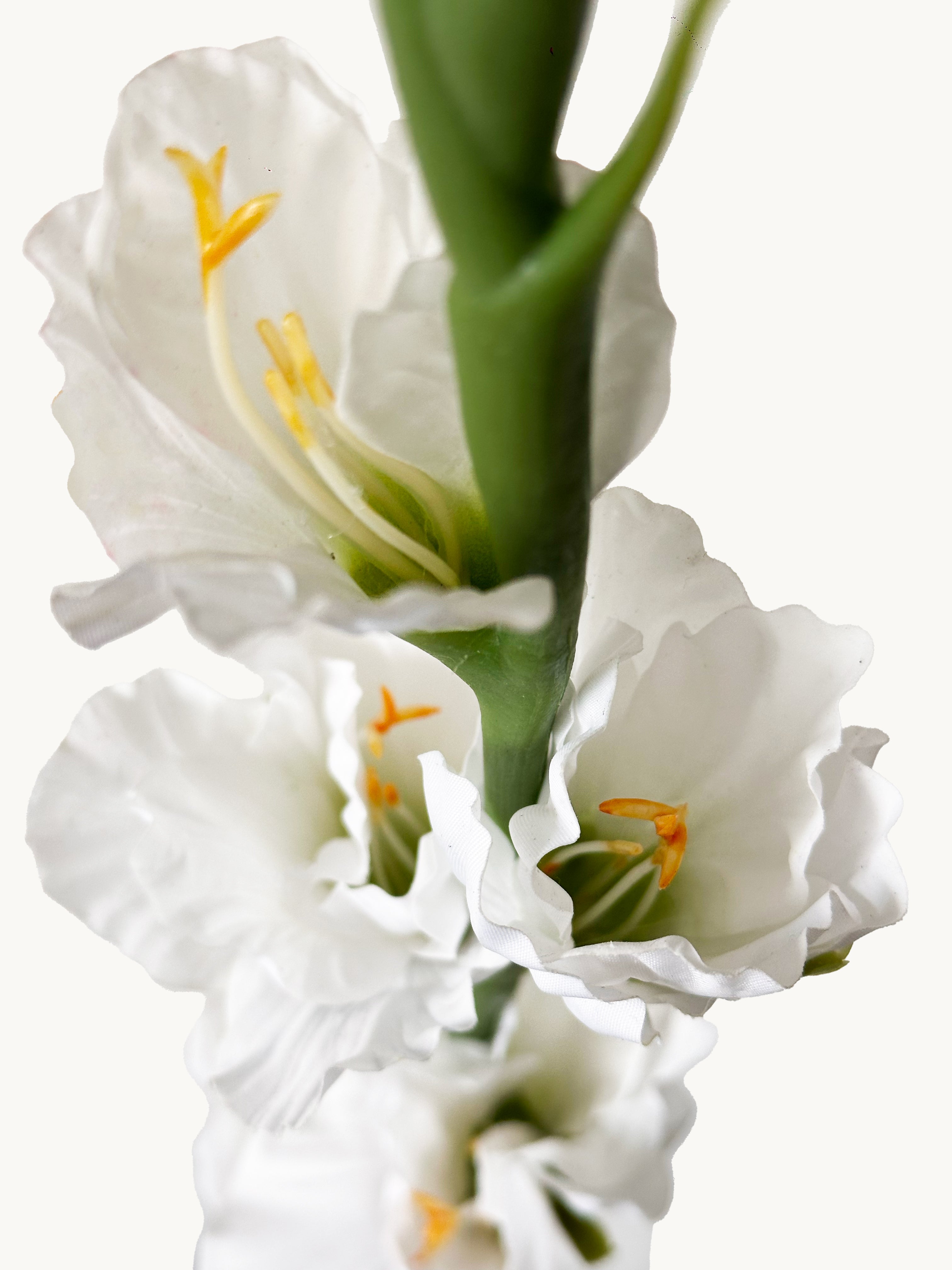 Amaranton 34" Real touch 5 - Bloom Gladiolus - White