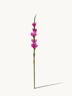 Dark Fragrance Series Gladiolus (Rose Red)