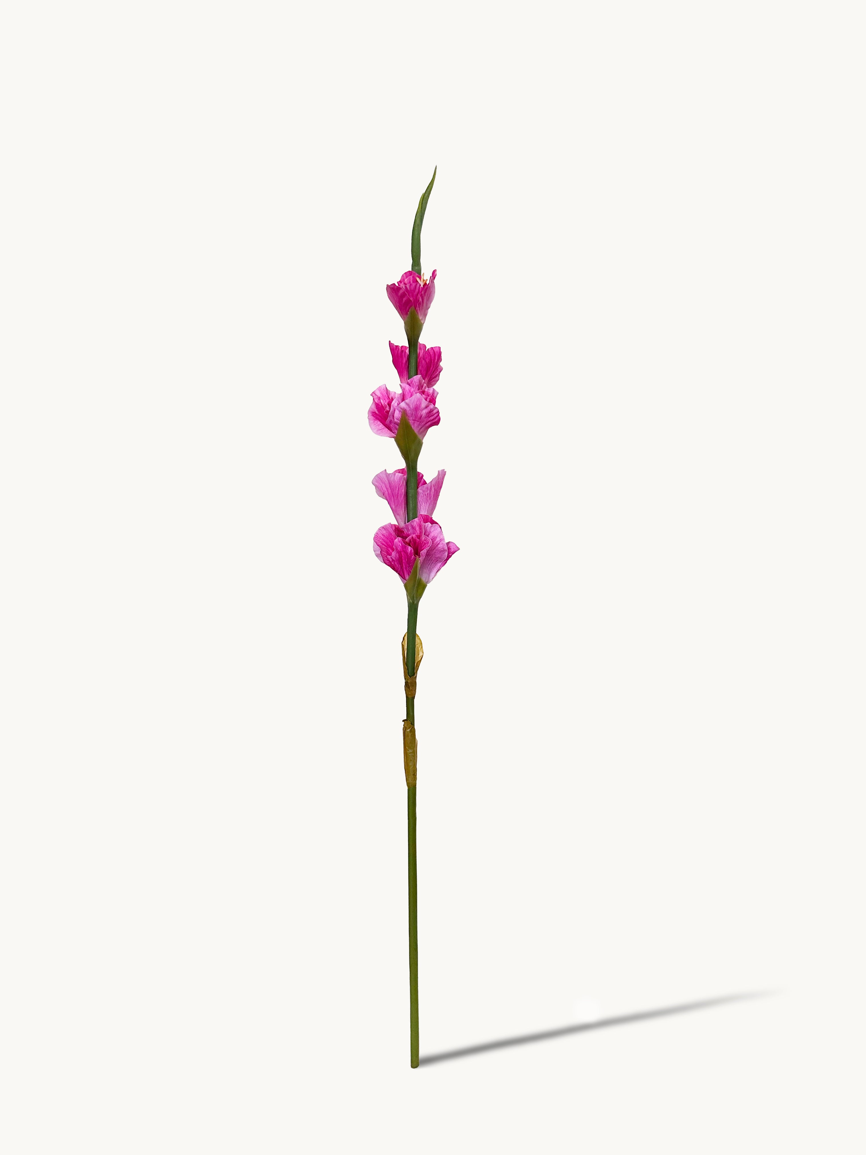 Dark Fragrance Series Gladiolus (Rose Red)