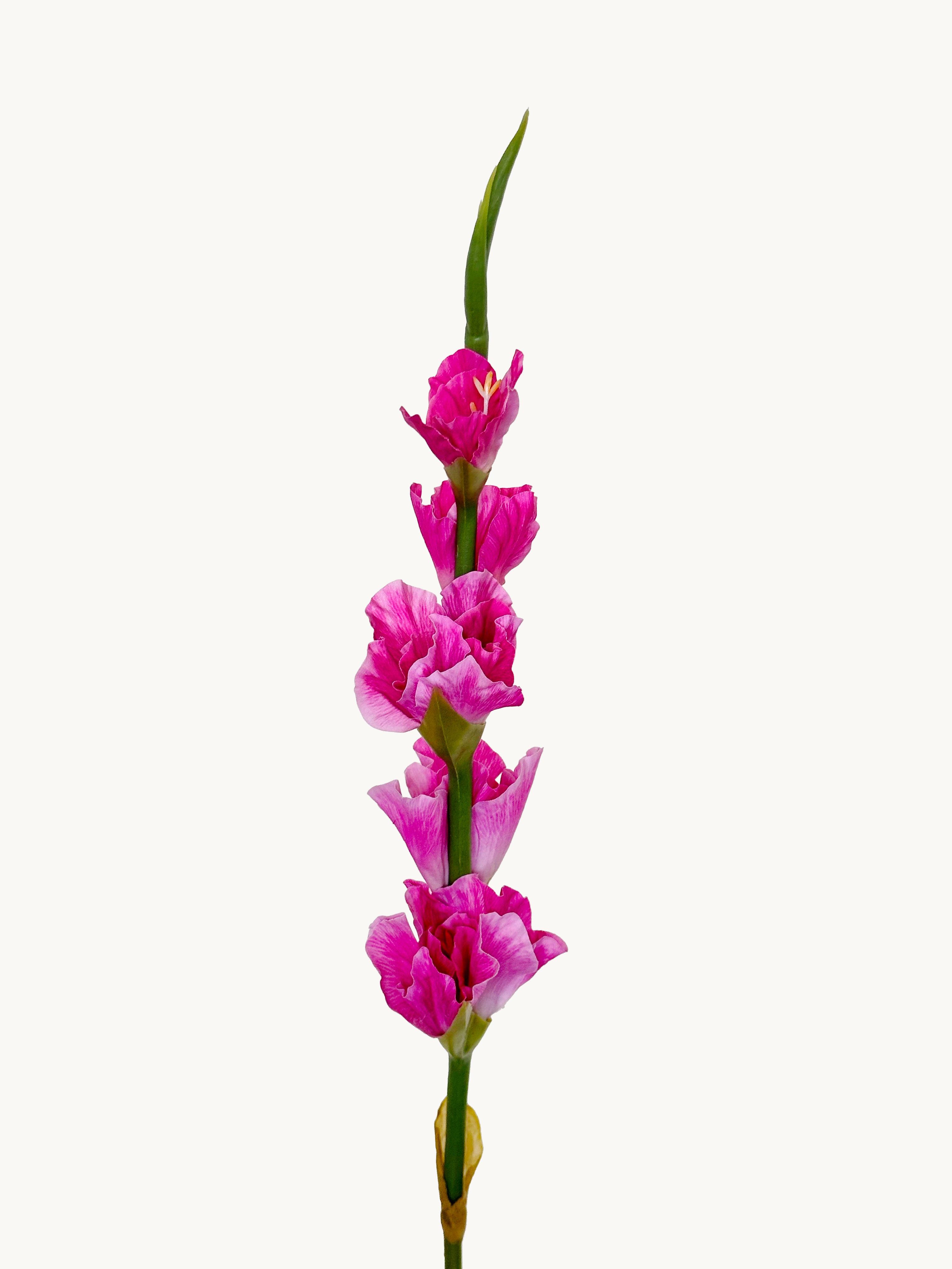 Dark Fragrance Series Gladiolus (Rose Red)