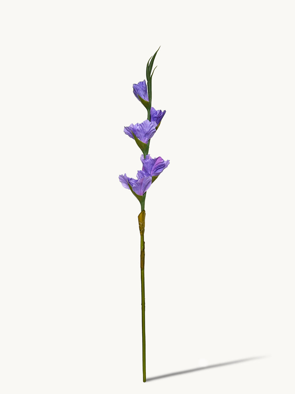 Dark Fragrance Series Gladiolus (Purple)