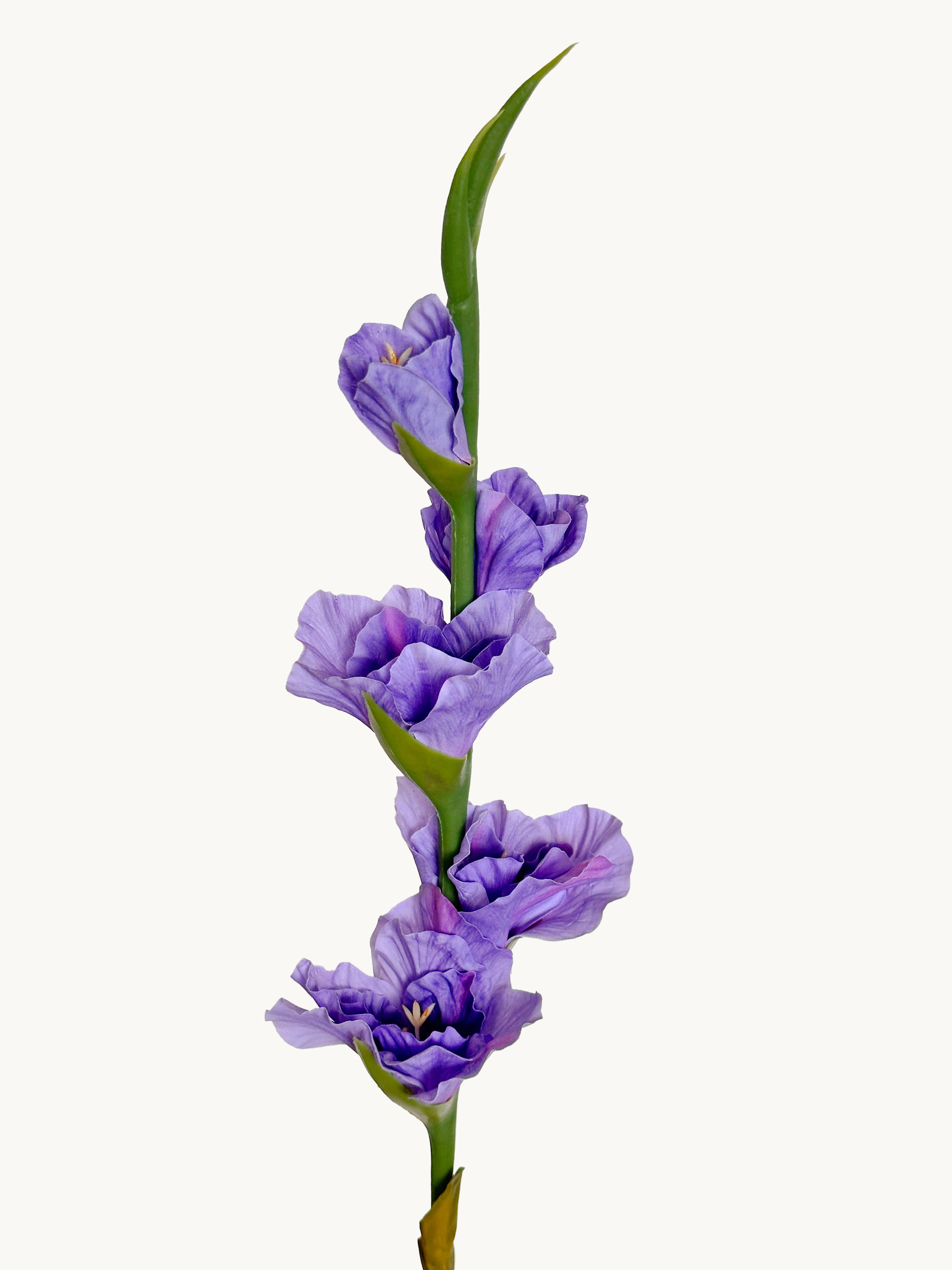 Dark Fragrance Series Gladiolus (Purple)