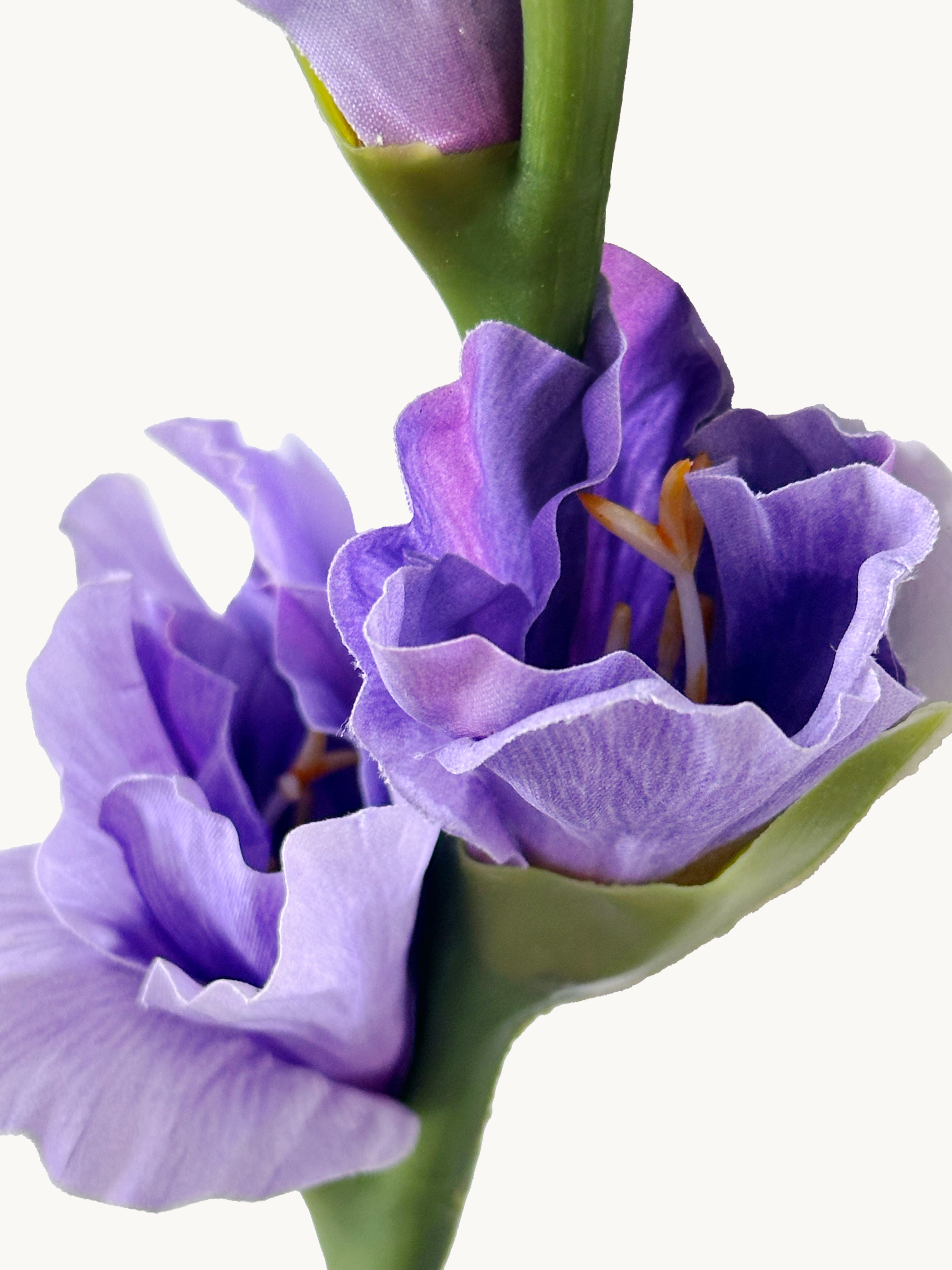 Dark Fragrance Series Gladiolus (Purple)