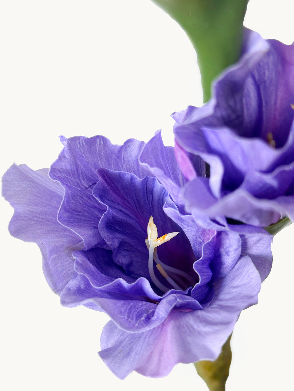 Dark Fragrance Series Gladiolus (Purple)