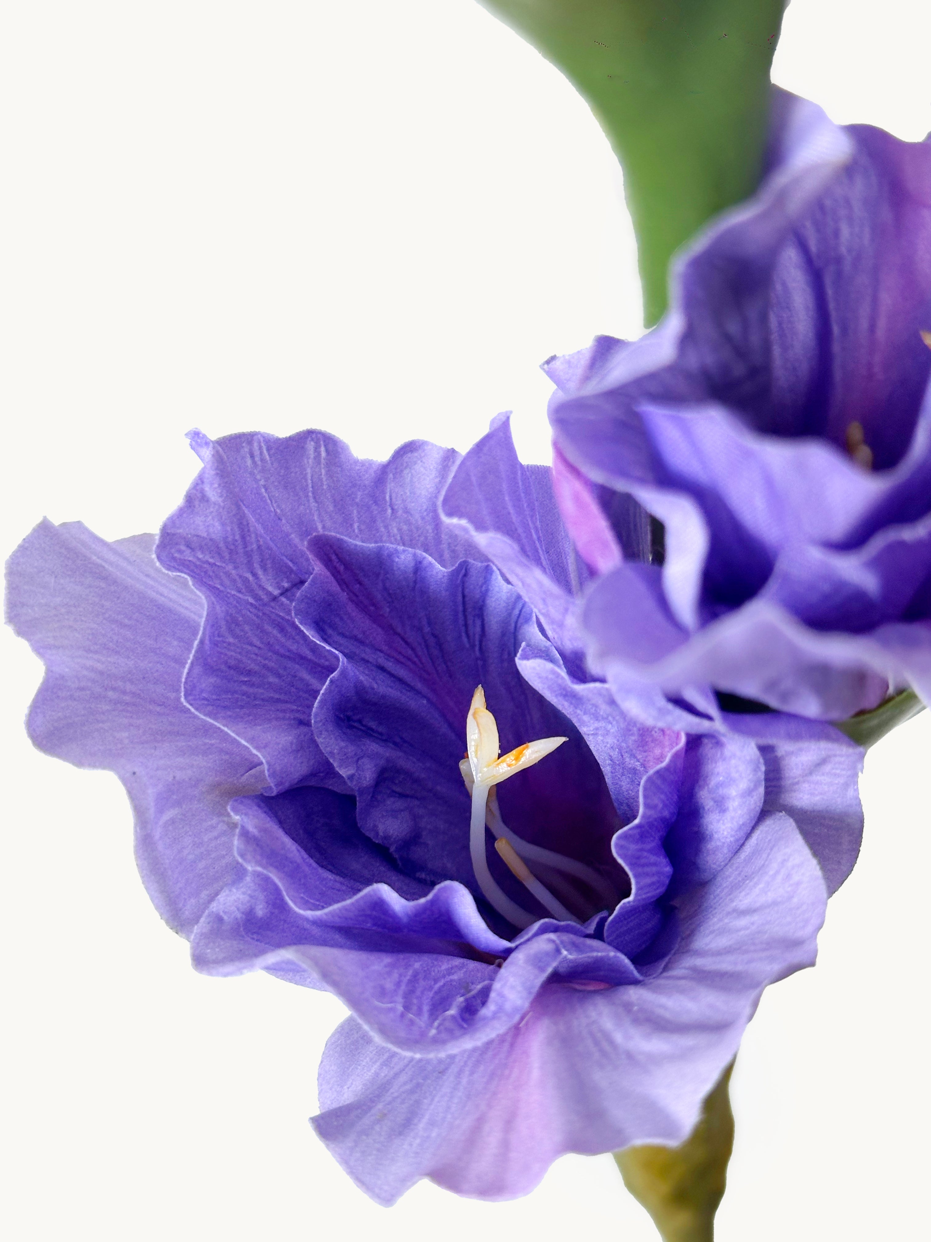 Dark Fragrance Series Gladiolus (Purple)