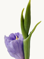 Dark Fragrance Series Gladiolus (Purple)