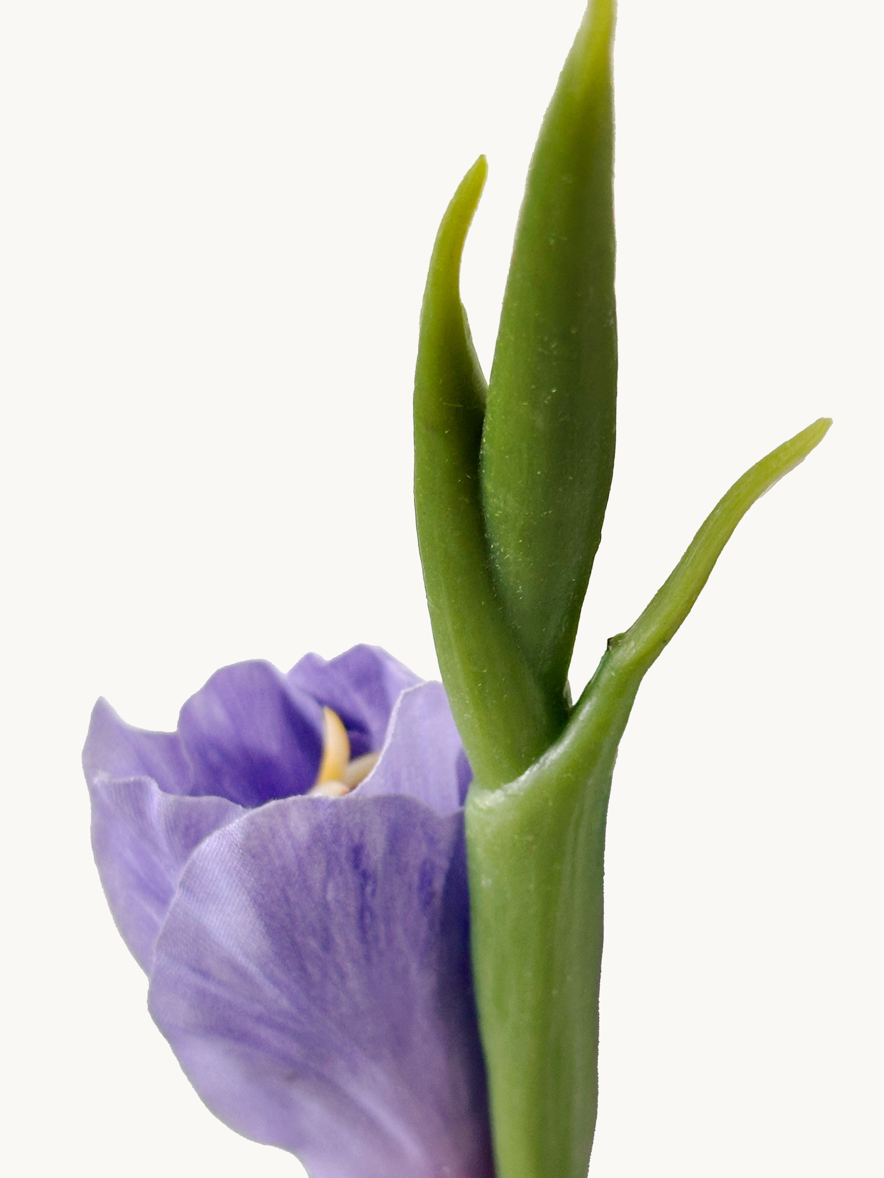 Dark Fragrance Series Gladiolus (Purple)