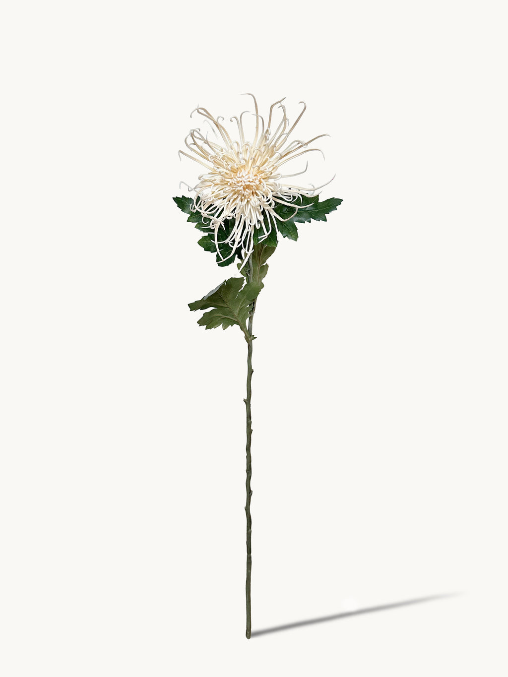 Chrysanthemums that resemble Fiery Trees (Milky White)