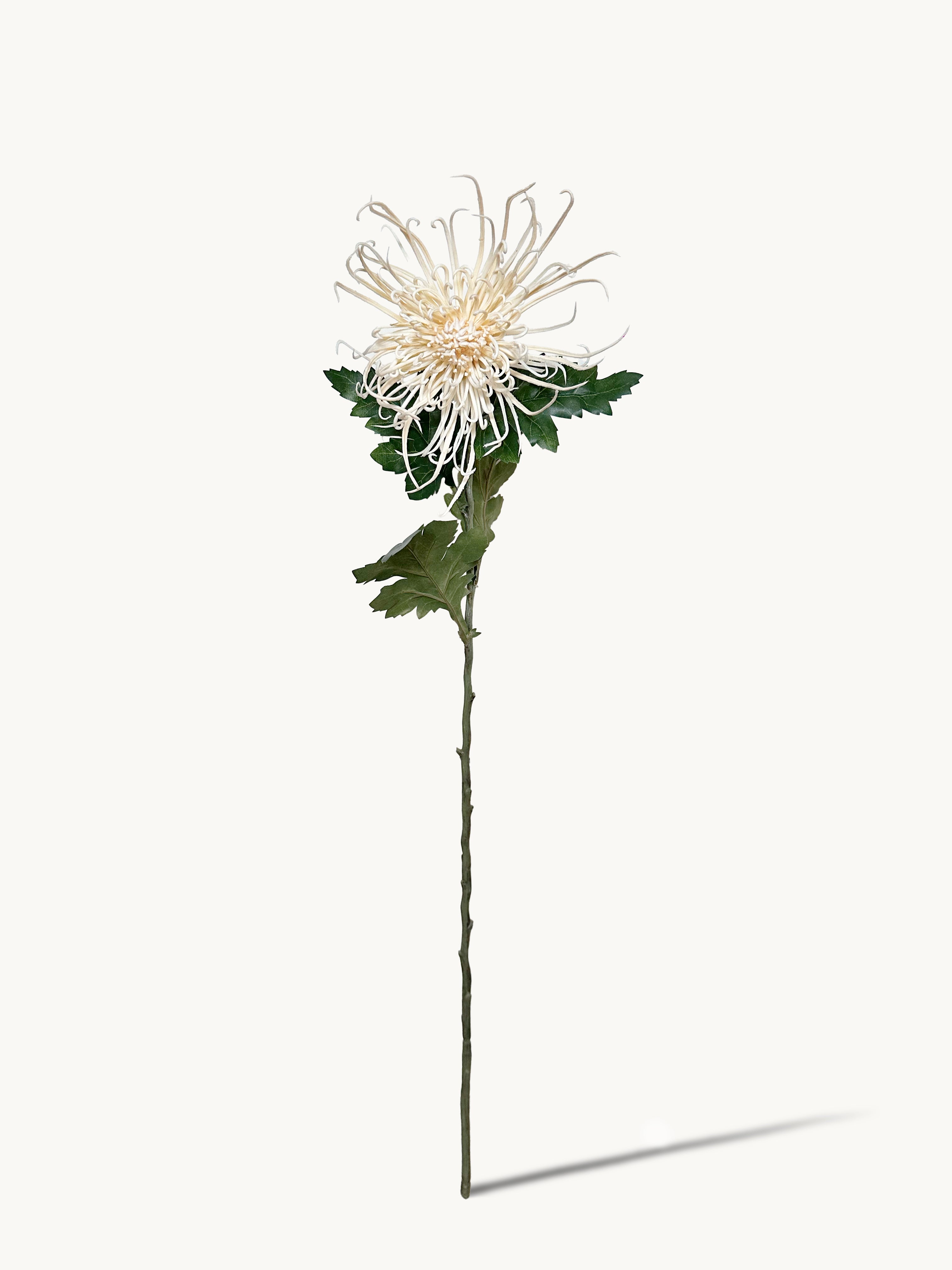 Chrysanthemums that resemble Fiery Trees (Milky White)