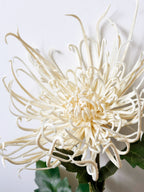 Chrysanthemums that resemble Fiery Trees (Milky White)