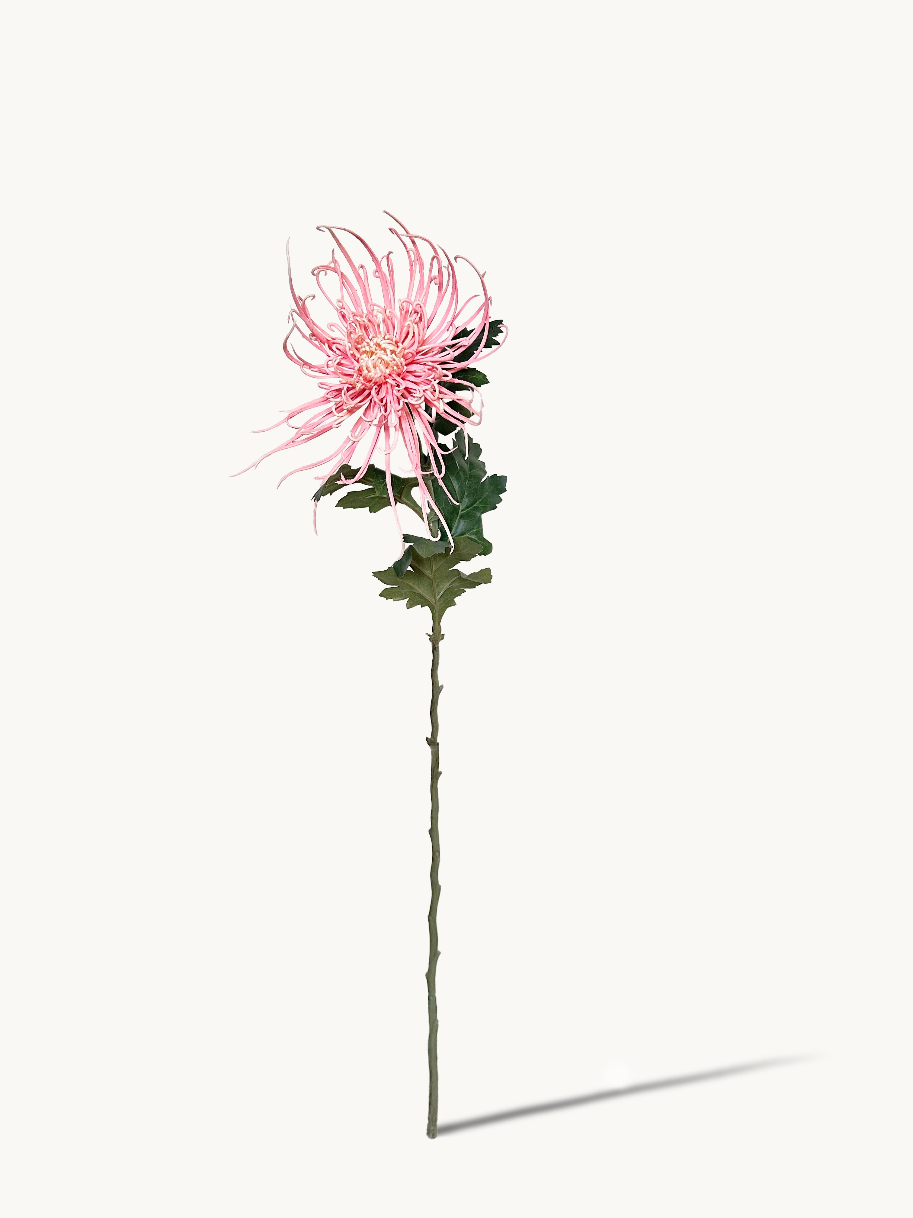 Chrysanthemums that resemble Fiery Trees (Pink)