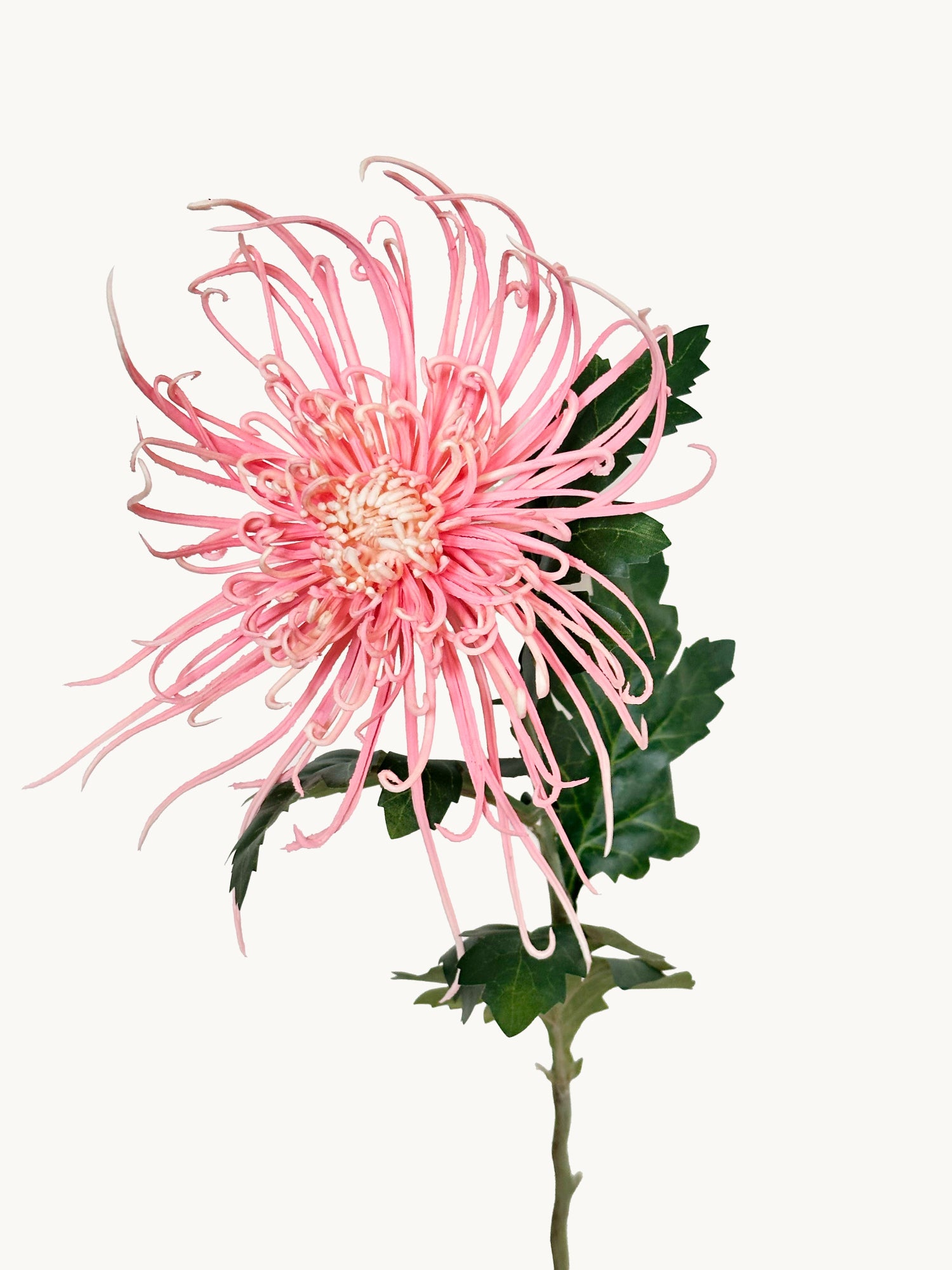 Crisantemo realista de 30" con forma de árboles de fuego - Rosa