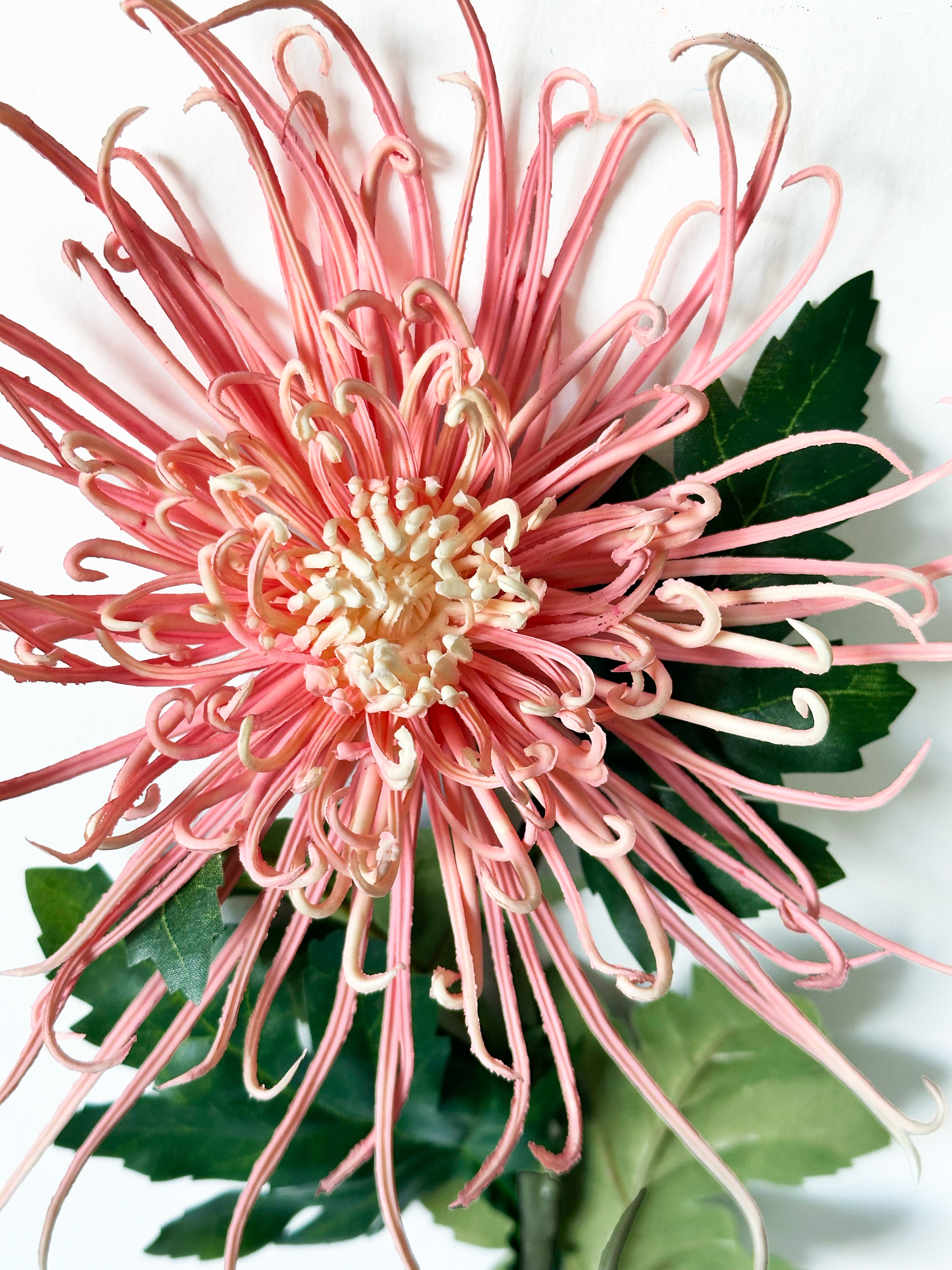 Chrysanthemums that resemble Fiery Trees (Pink)