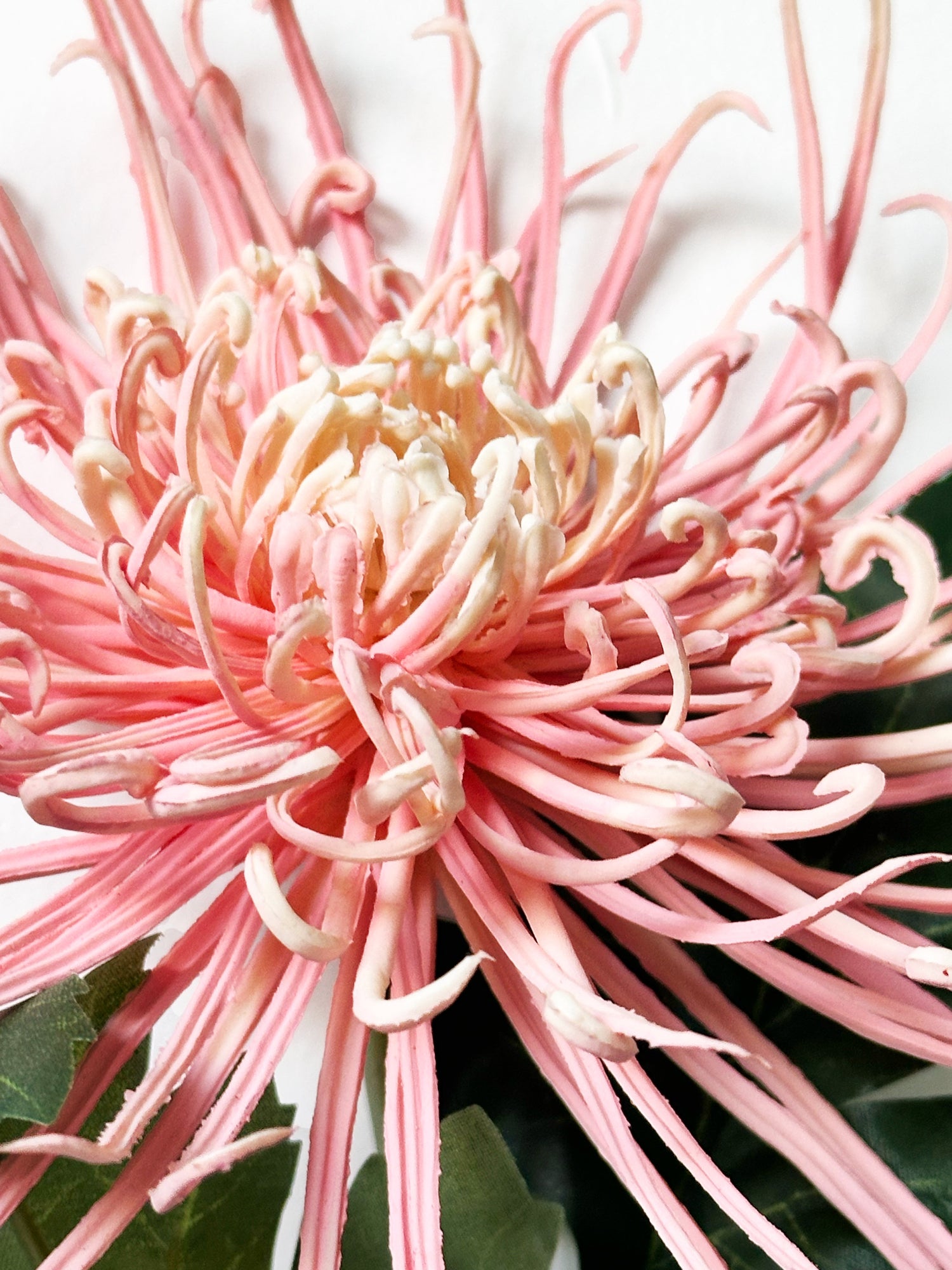 30" Realistica™ Chrysanthemum shaped like Fiery Trees - Pink