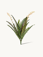 18-leaflet Small Boston Fern Fronds