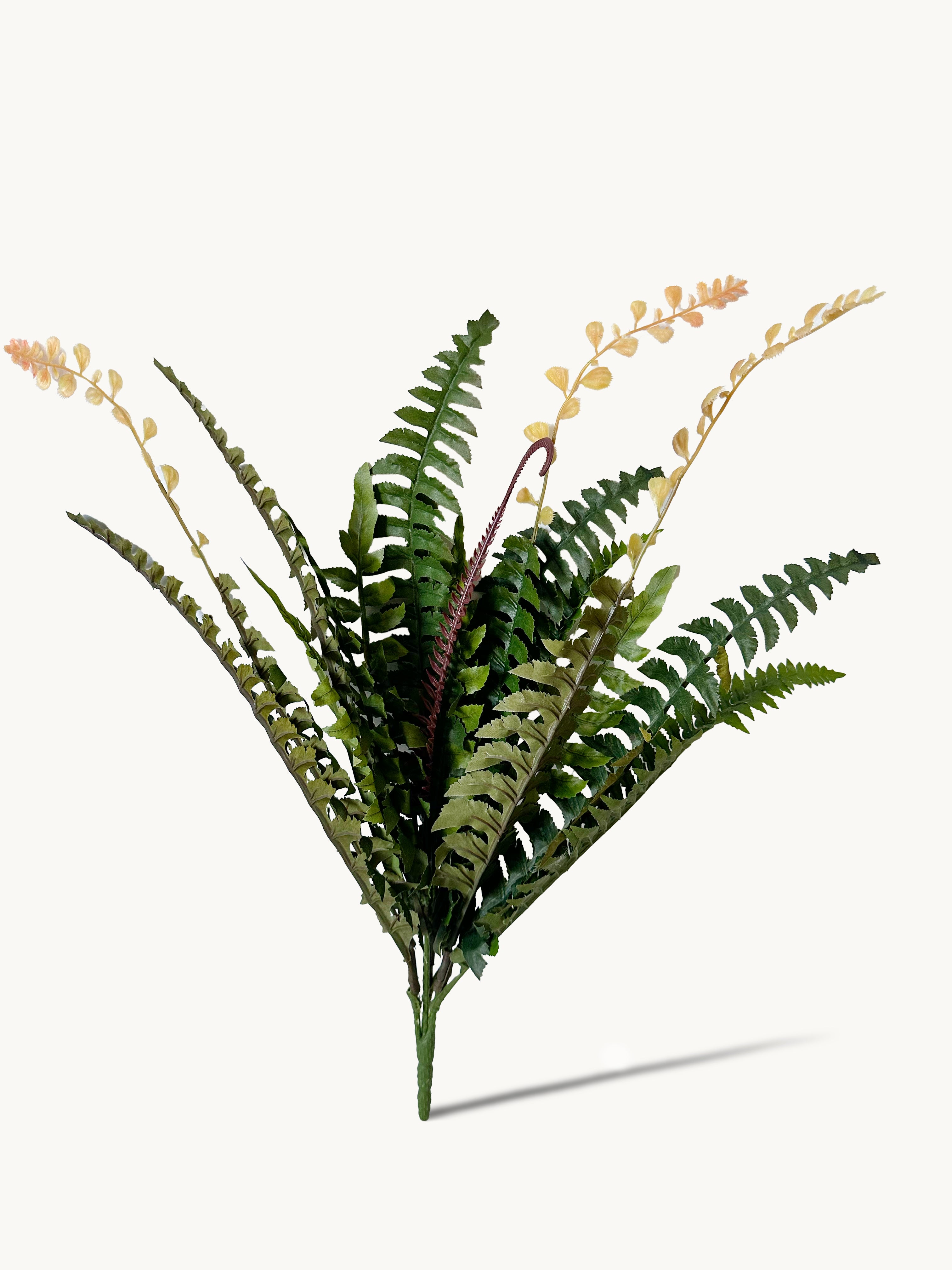 18-leaflet Small Boston Fern Fronds