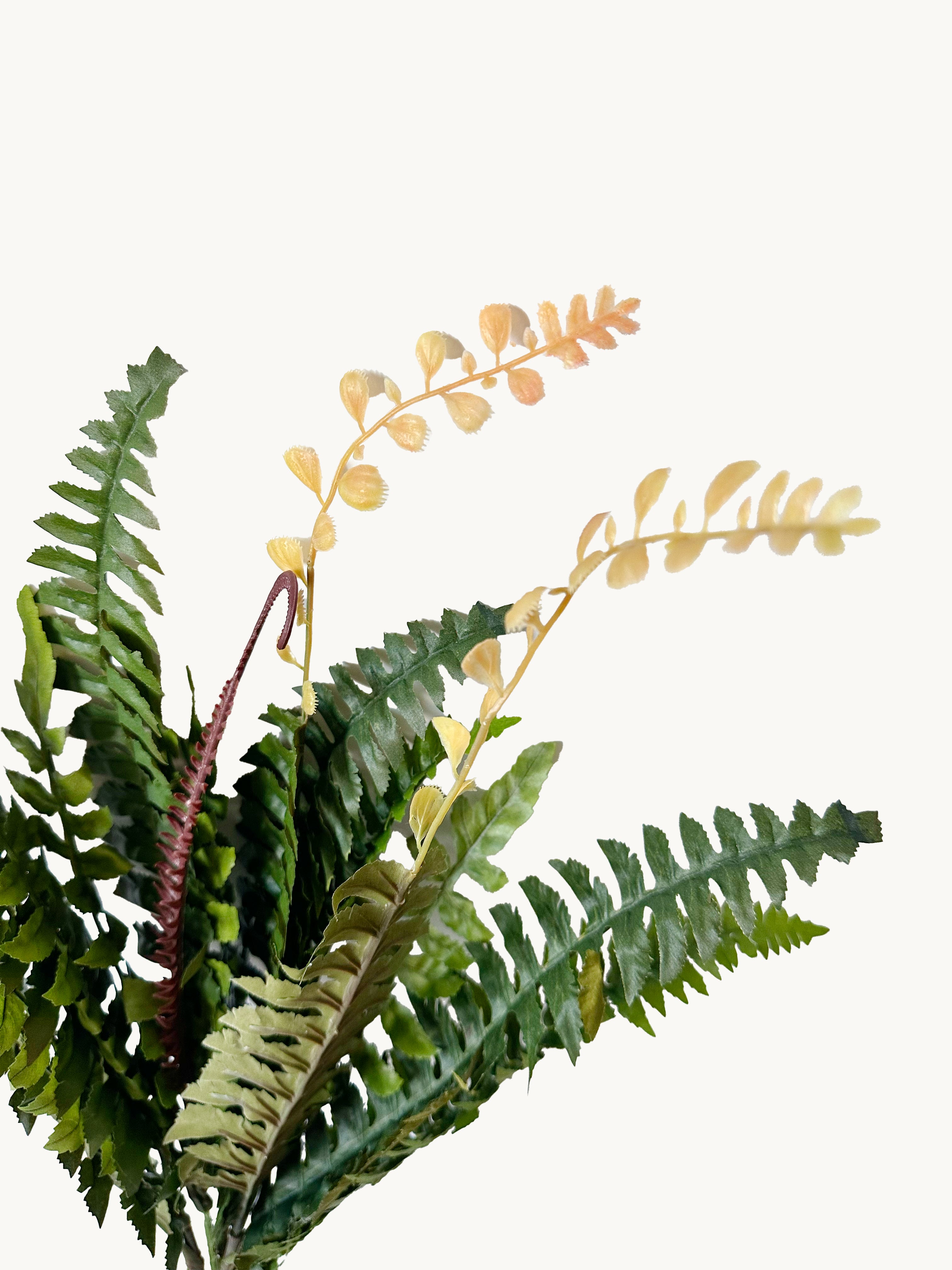18-leaflet Small Boston Fern Fronds