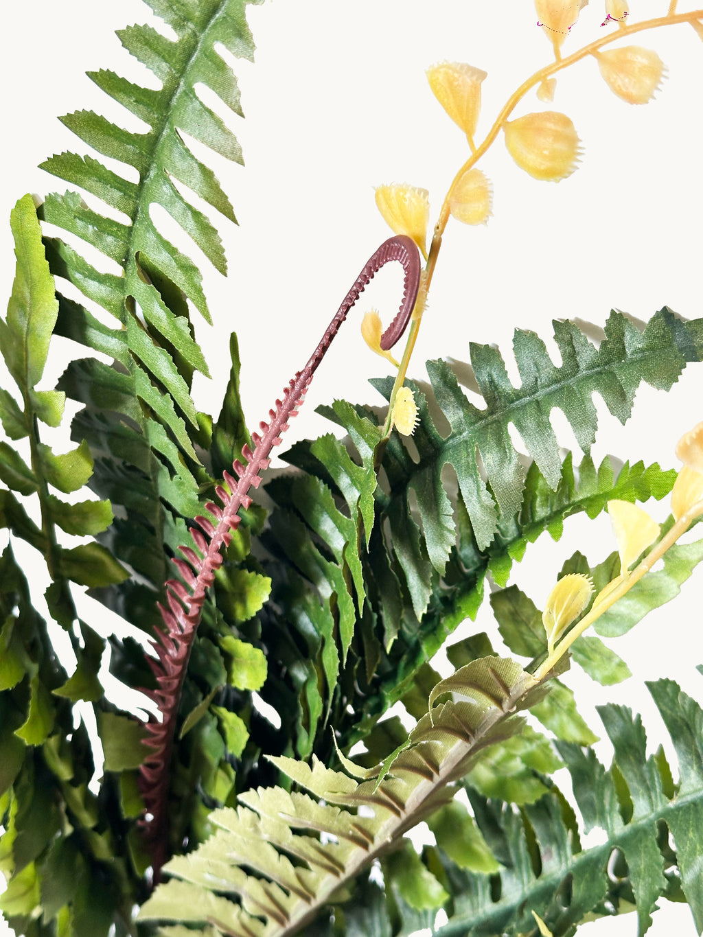 18-leaflet Small Boston Fern Fronds
