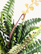 18-leaflet Small Boston Fern Fronds